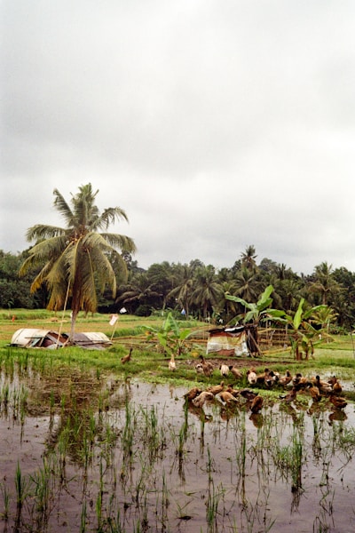 Cover Image of the Post