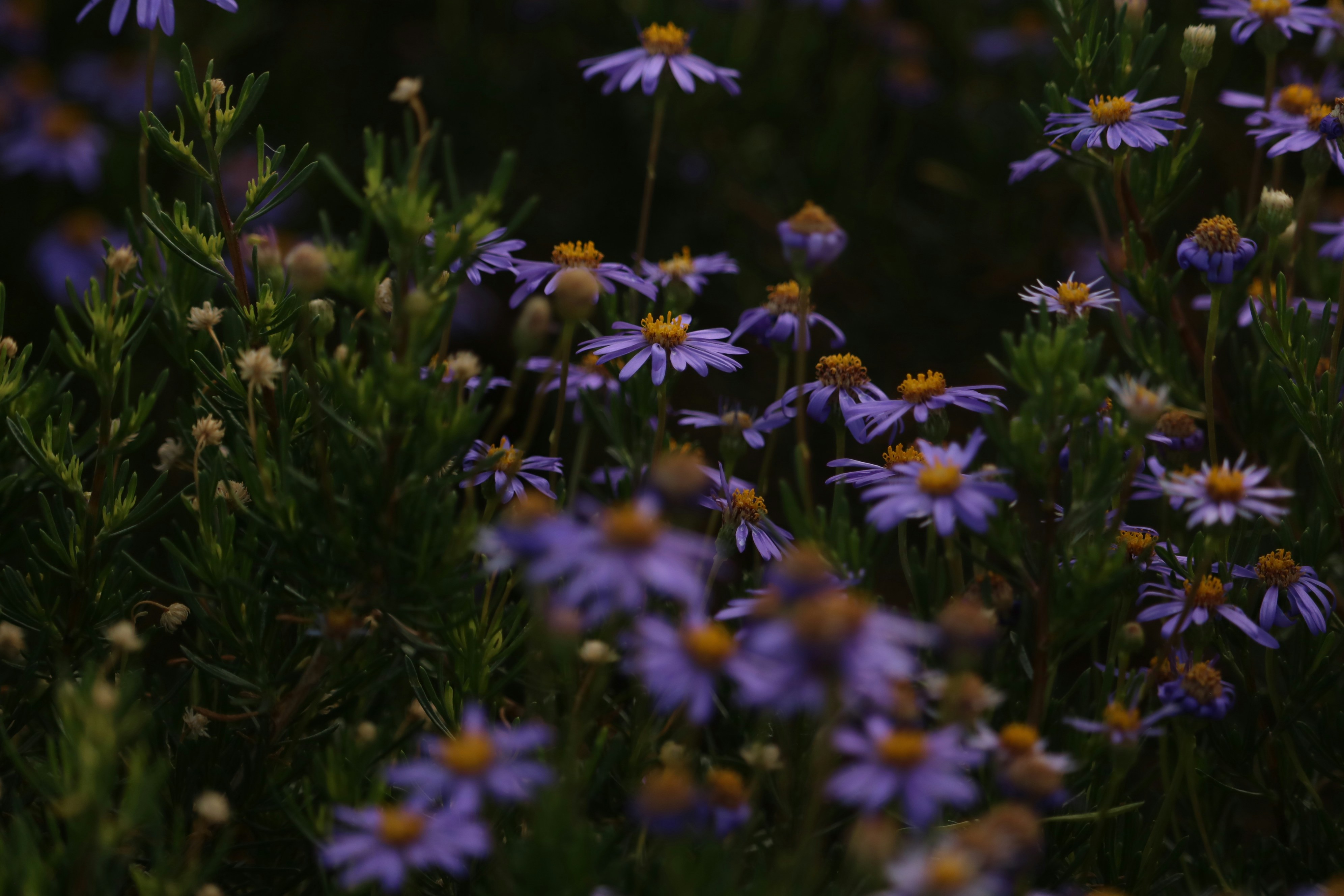 Photo by allysphotos