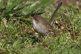 Малка птица, стояща върху мокра трева в пловдивска градина, за която се грижи Хеджи Уайлдър.