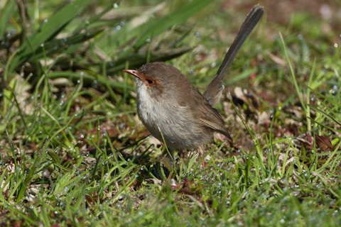 Малка птица, стояща върху мокра трева в пловдивска градина, за която се грижи Хеджи Уайлдър.