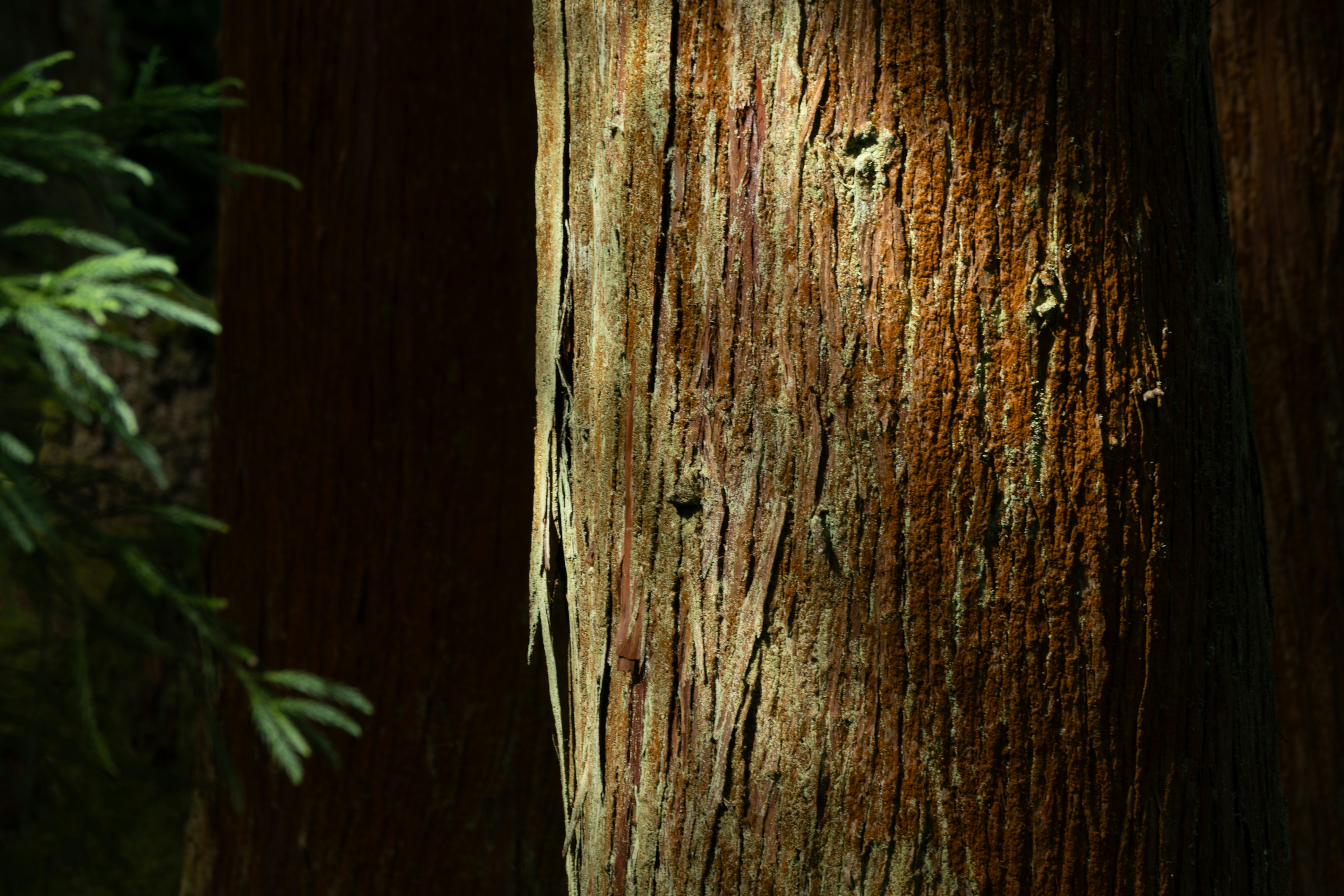 Photo by francesco_ungaro