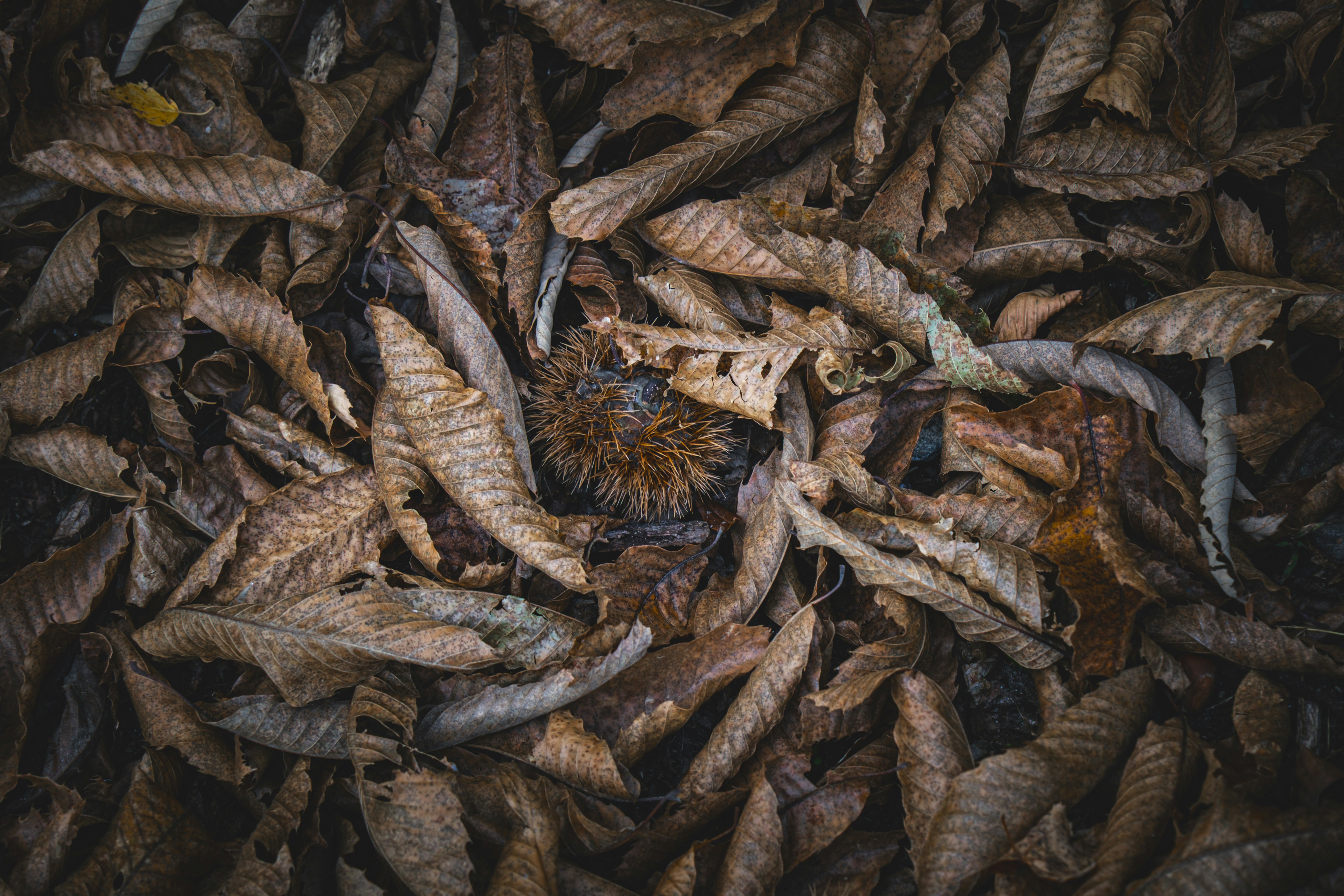 Photo by francesco_ungaro