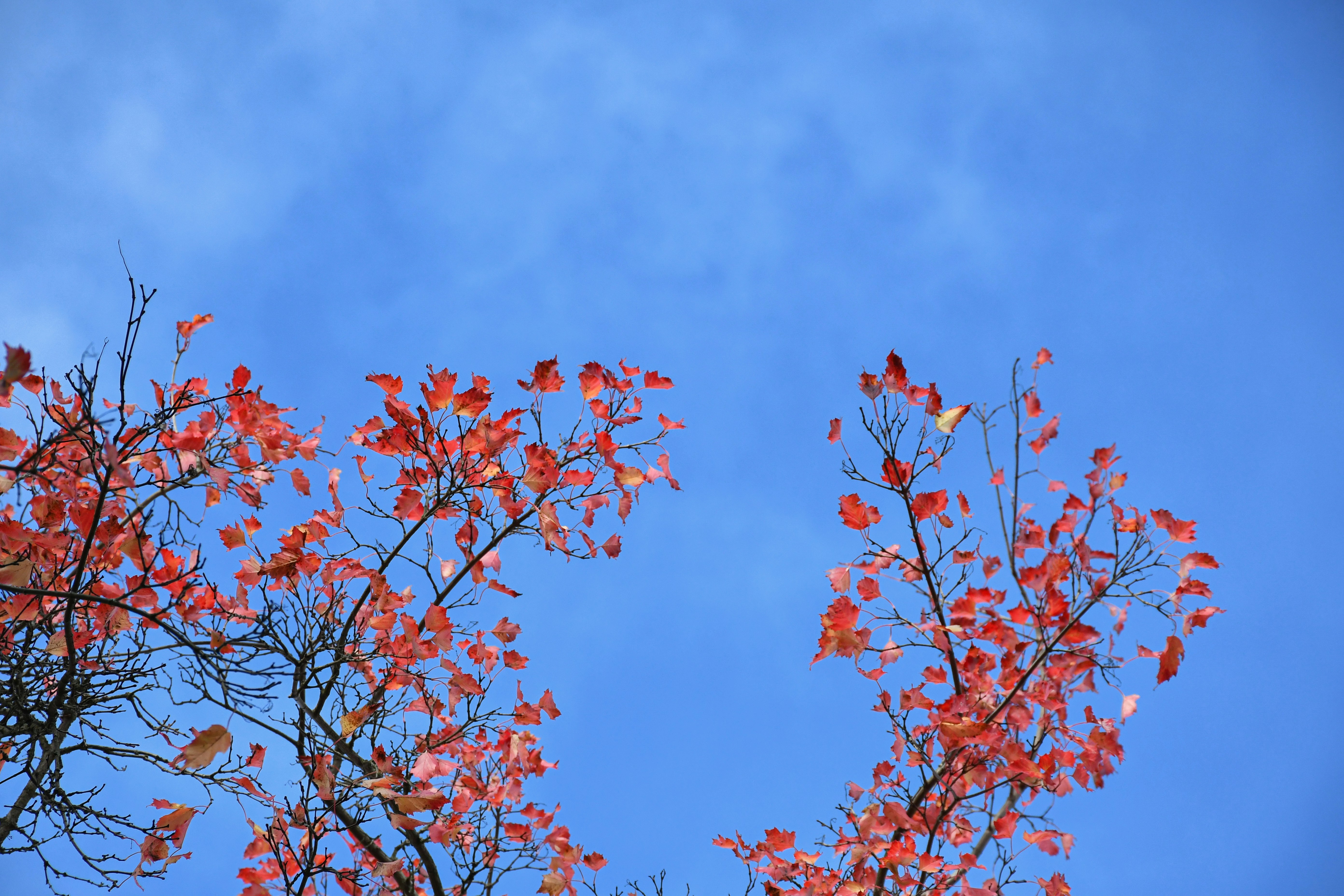 Branches with red autumn leaves against a blue sky