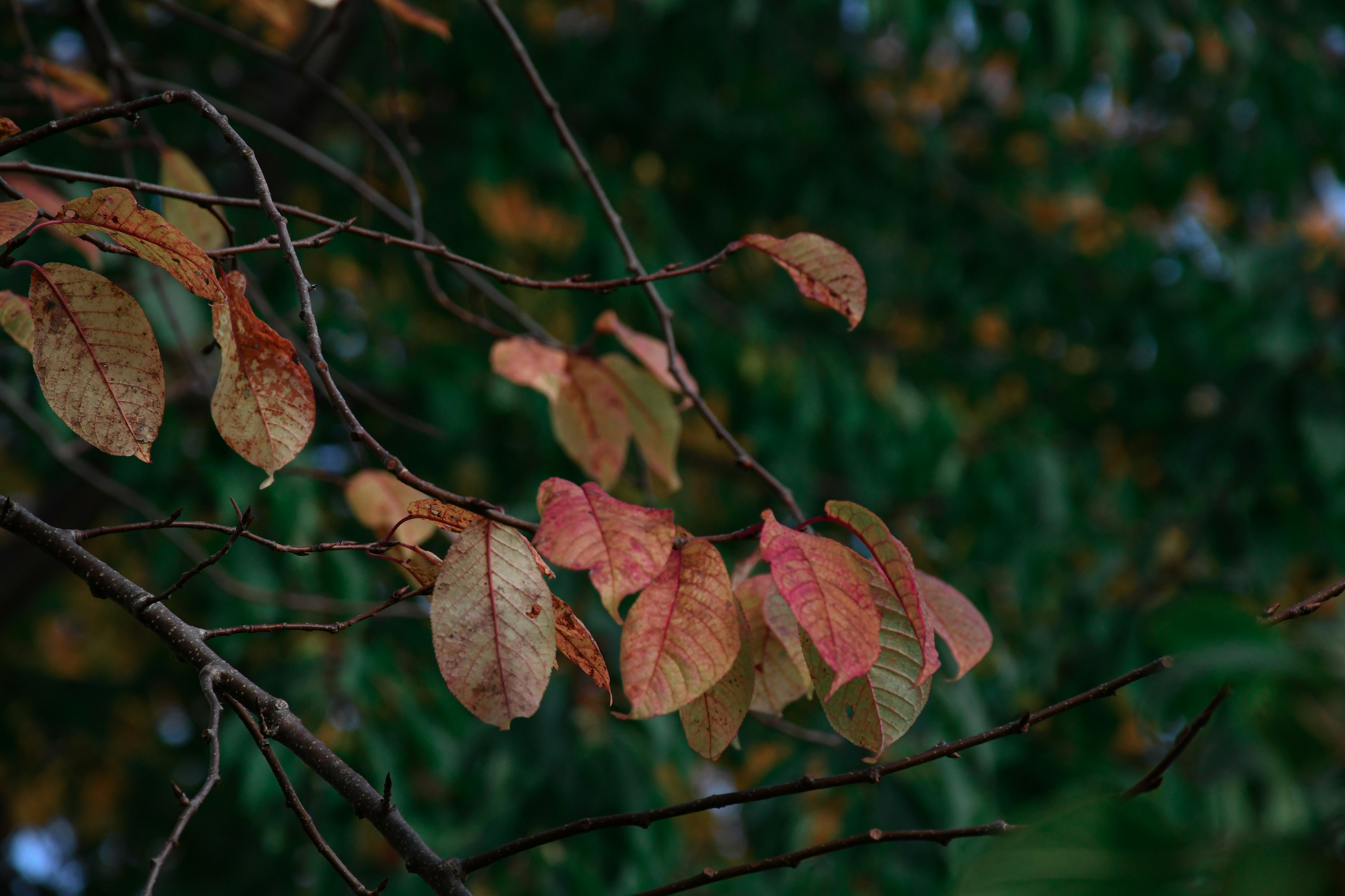 Autumn leaves on a tree branch, blurred background.