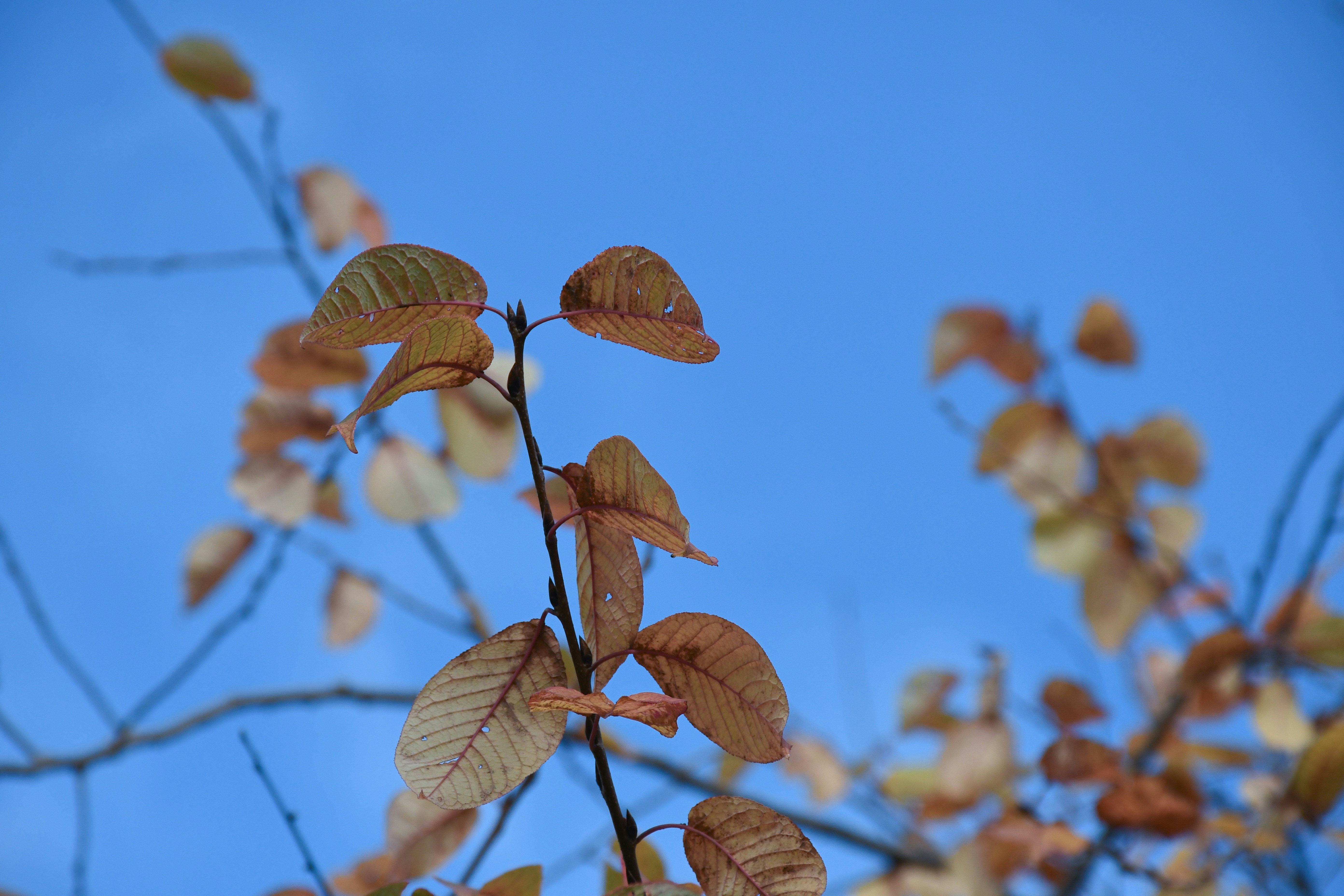 blue veins wallpaper, wallpaper, 5 Perbedaan Varises dan Urat Biasa yang Perlu Diketahui 3