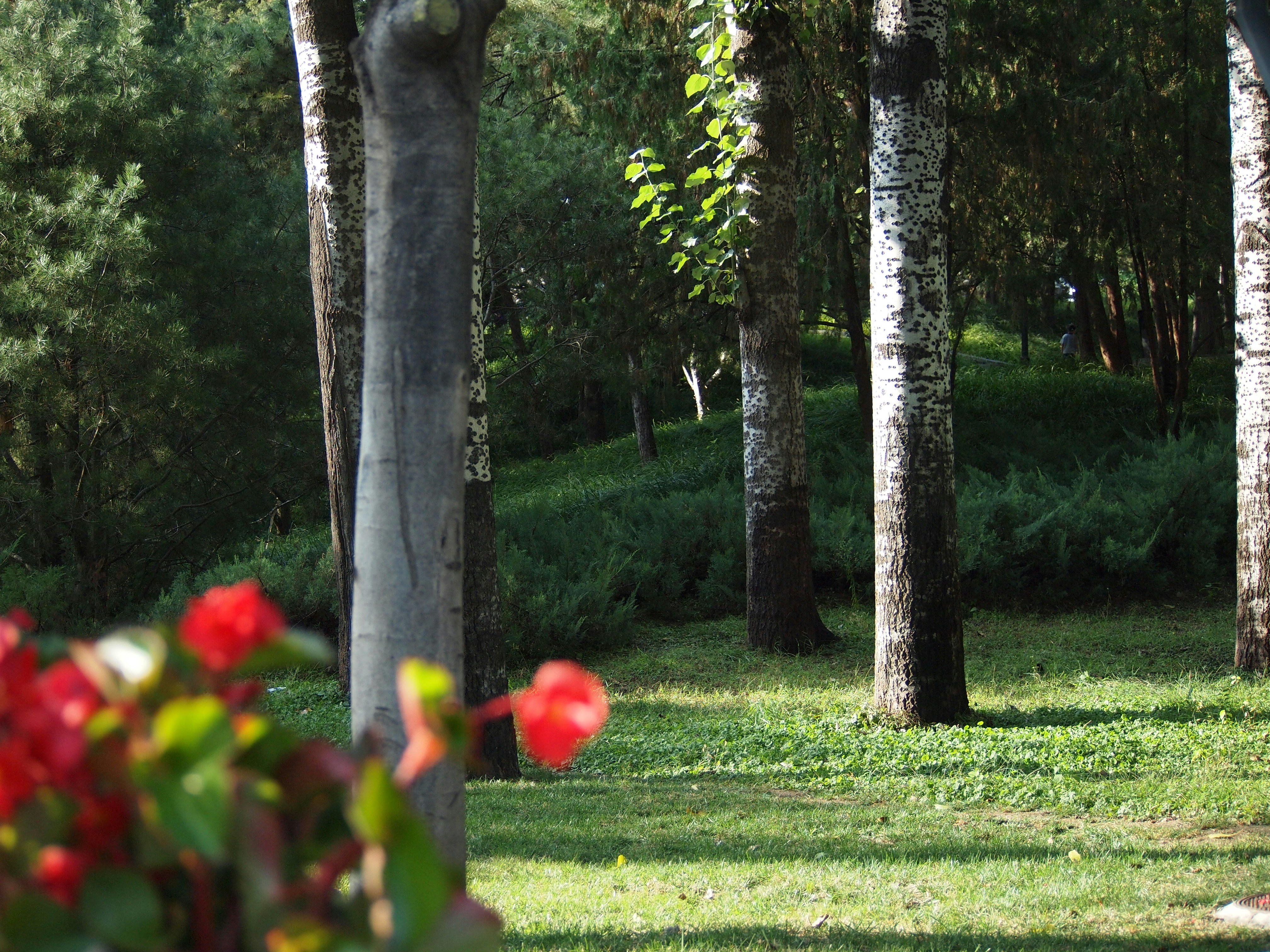 Photo by shawnieyang0606