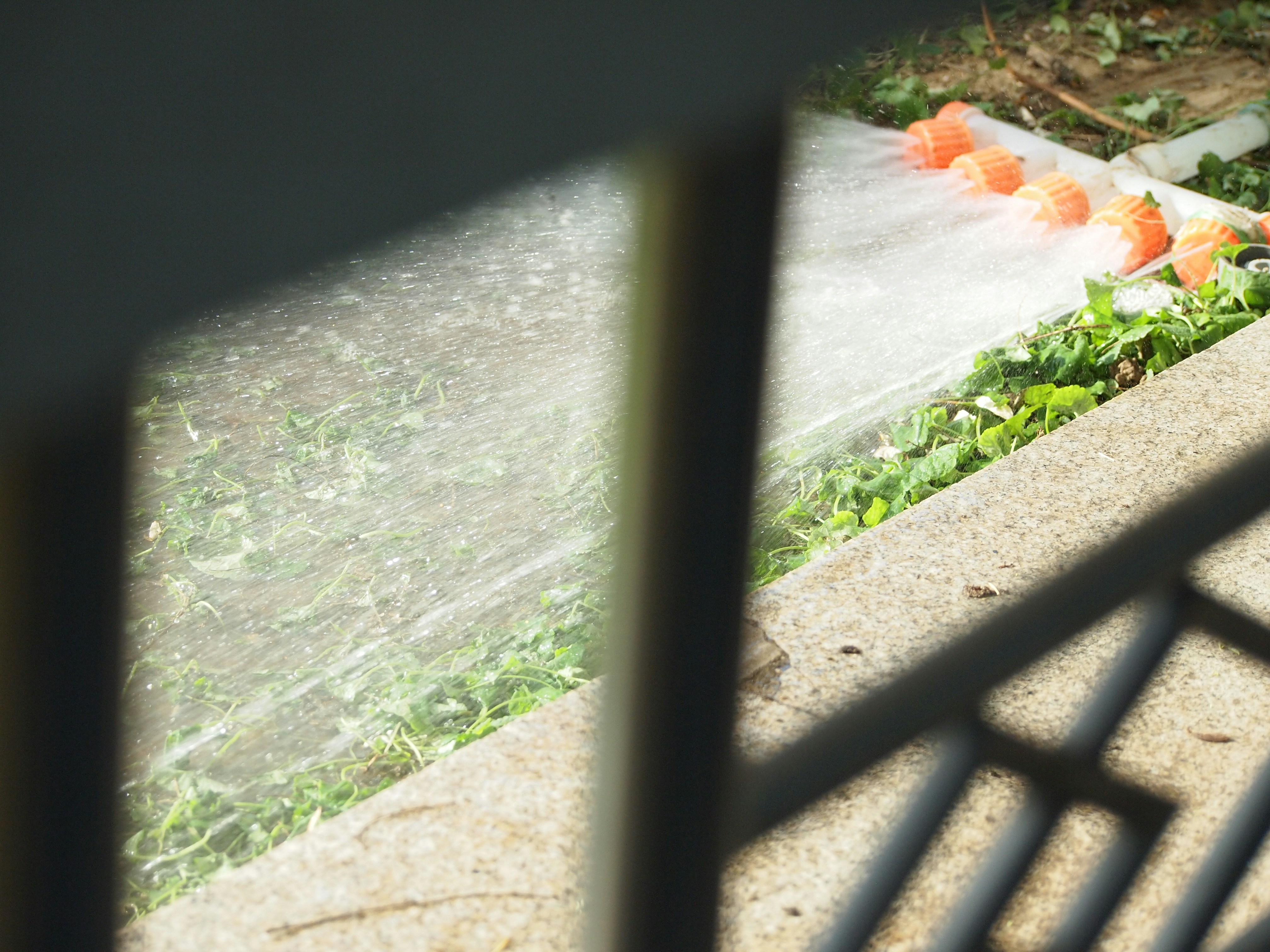 Regar plantas con una manguera en un día soleado.