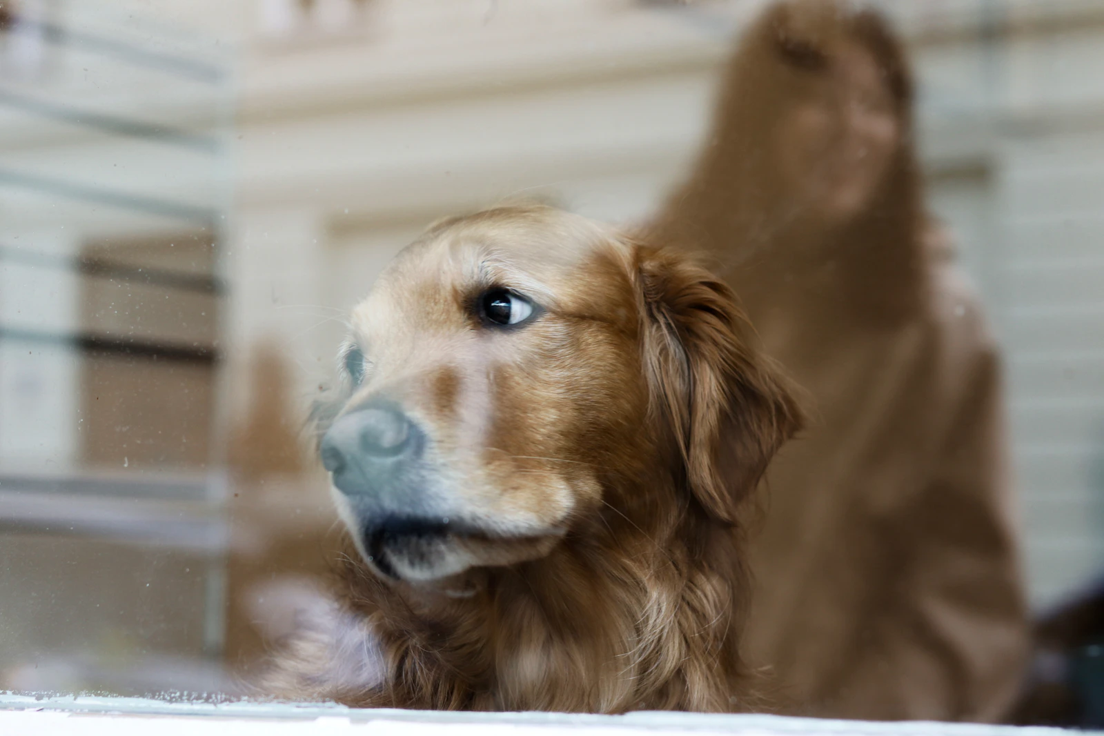 A golden retriever resting against a window and looking out at home