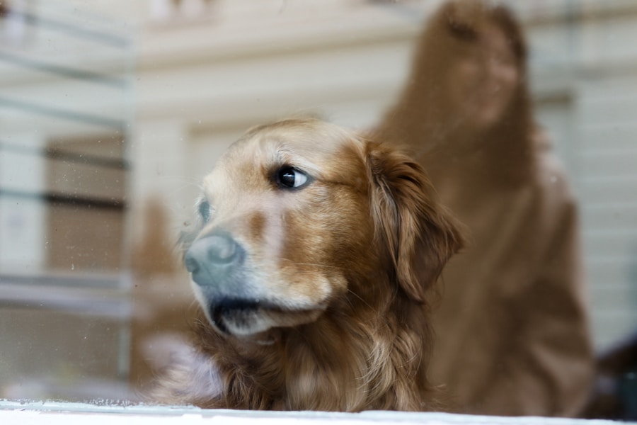 Dog looking anxious waiting at a window