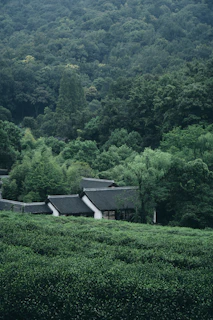 Traditional houses nestled in lush green tea fields.
