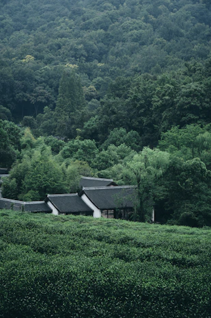 Traditional houses nestled in lush green tea fields.