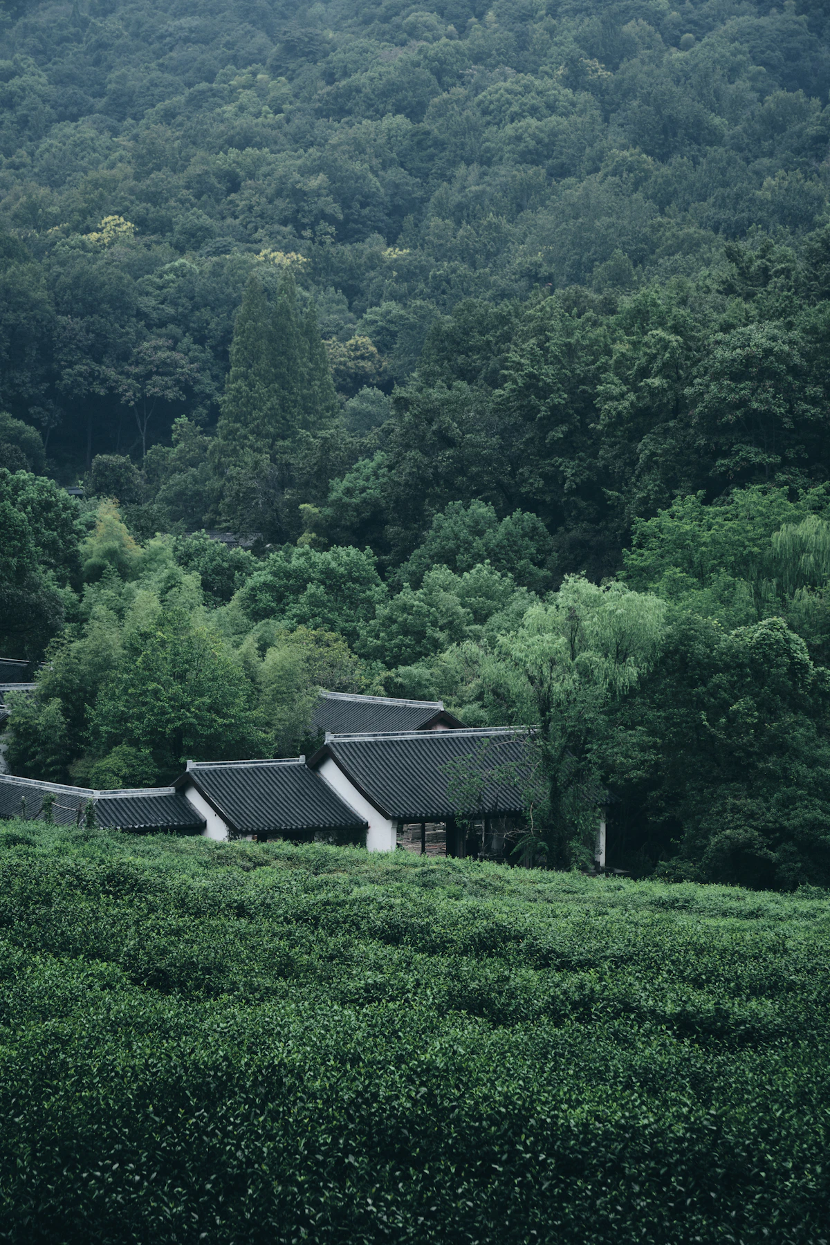China tea mountain experience