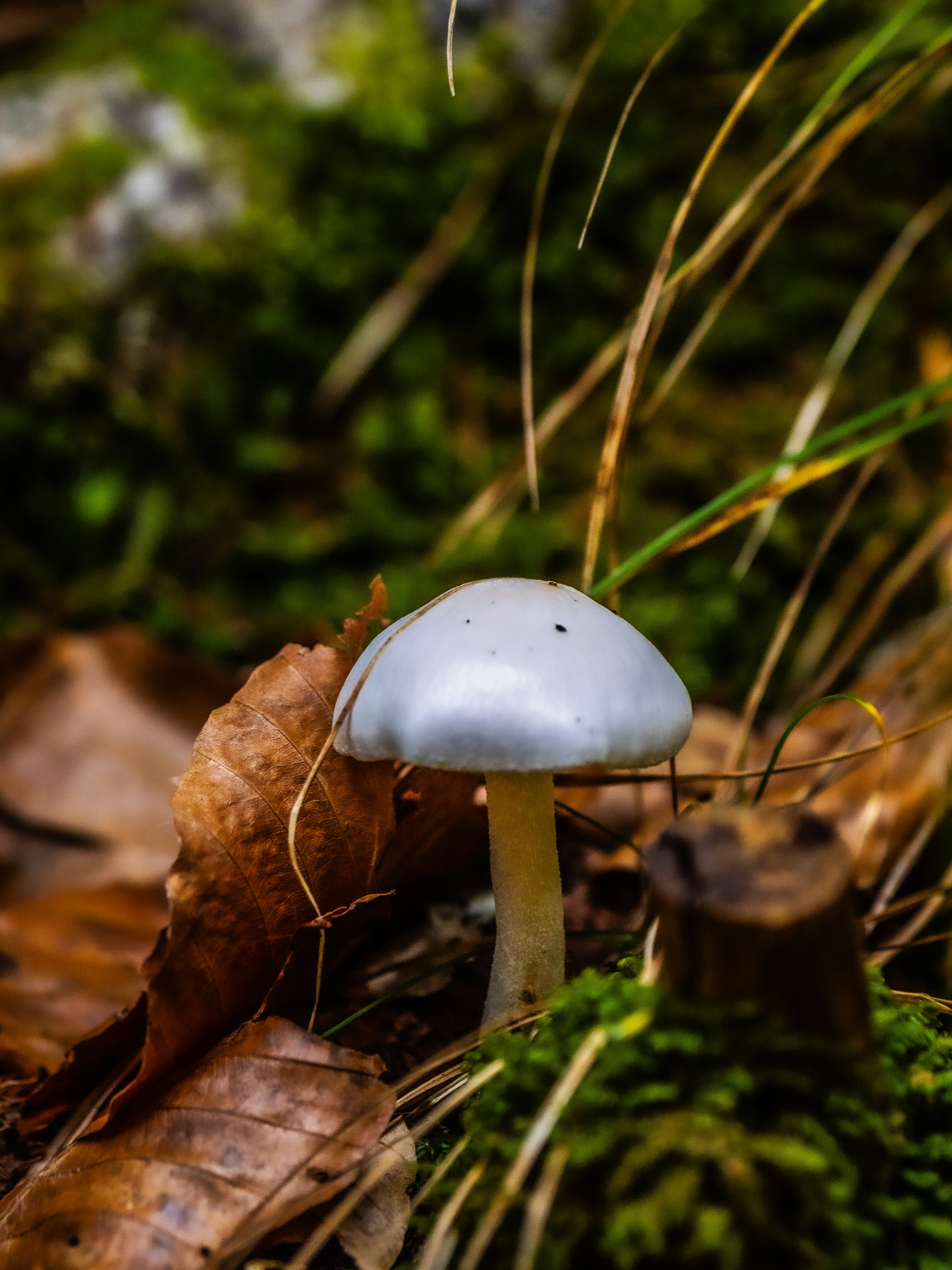 Photo by gopitri_prem