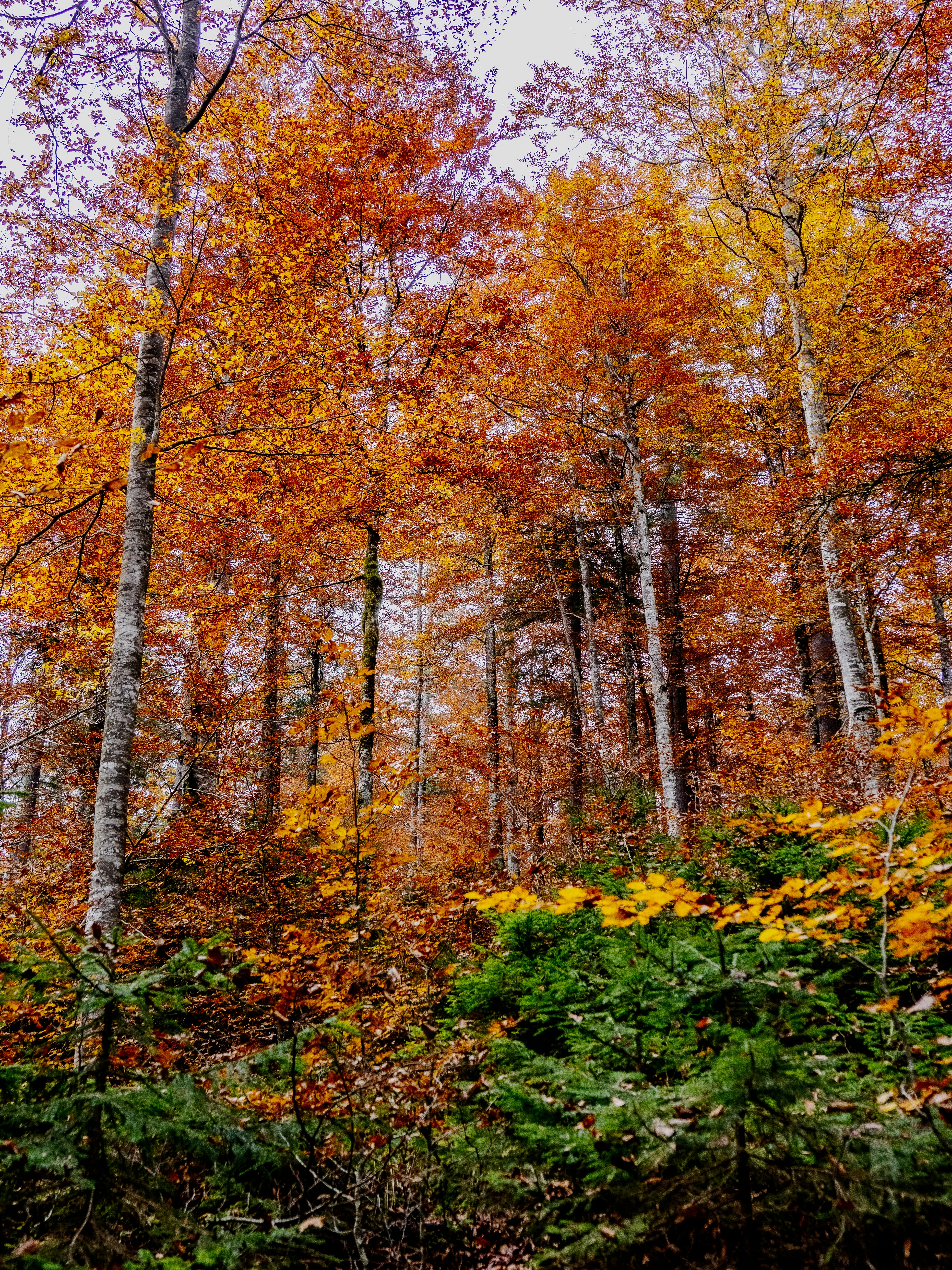 Photo by gopitri_prem