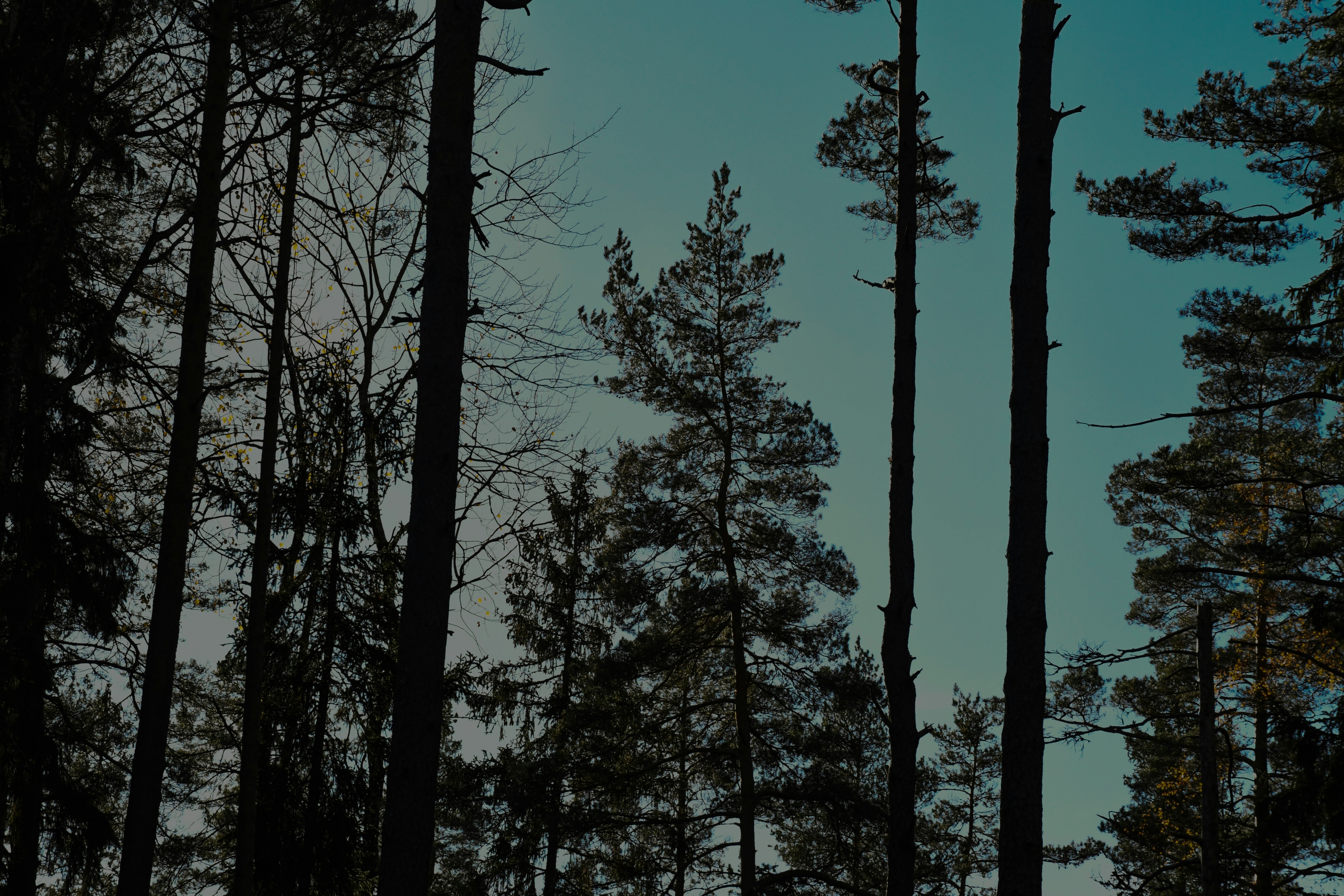 Tall trees against a teal sky