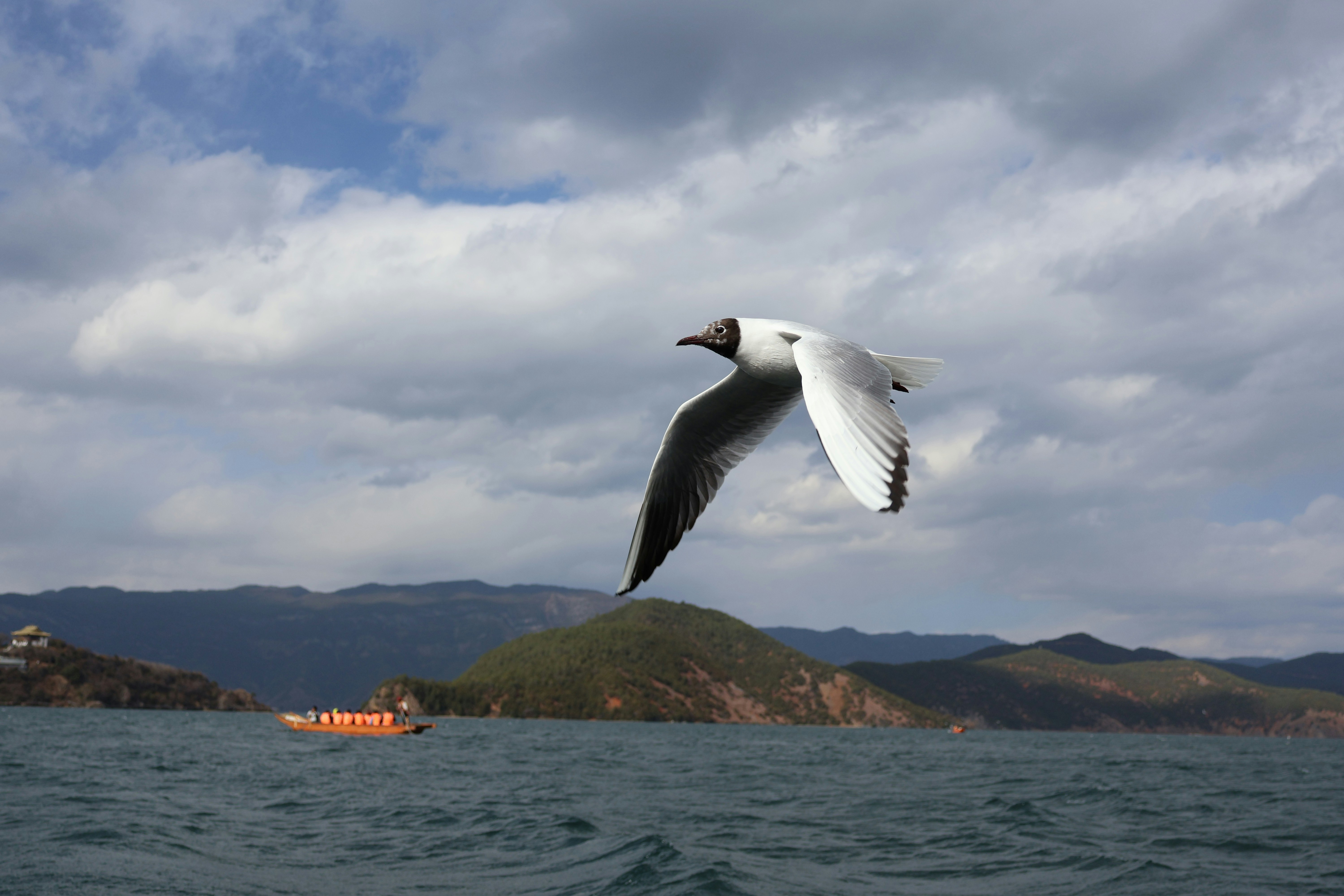 A seagull flies over the water near land.