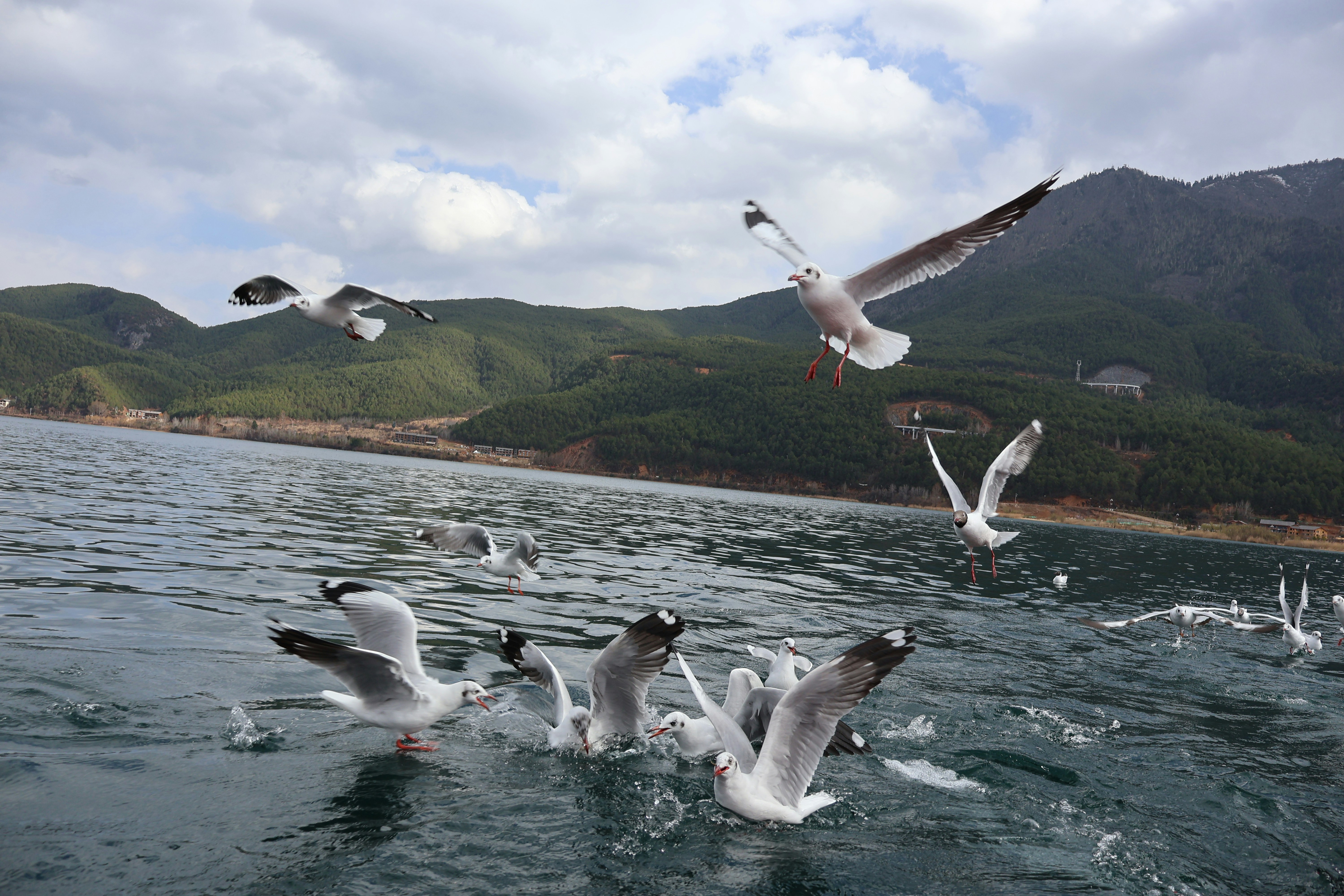 Seagulls feeding on the water surface