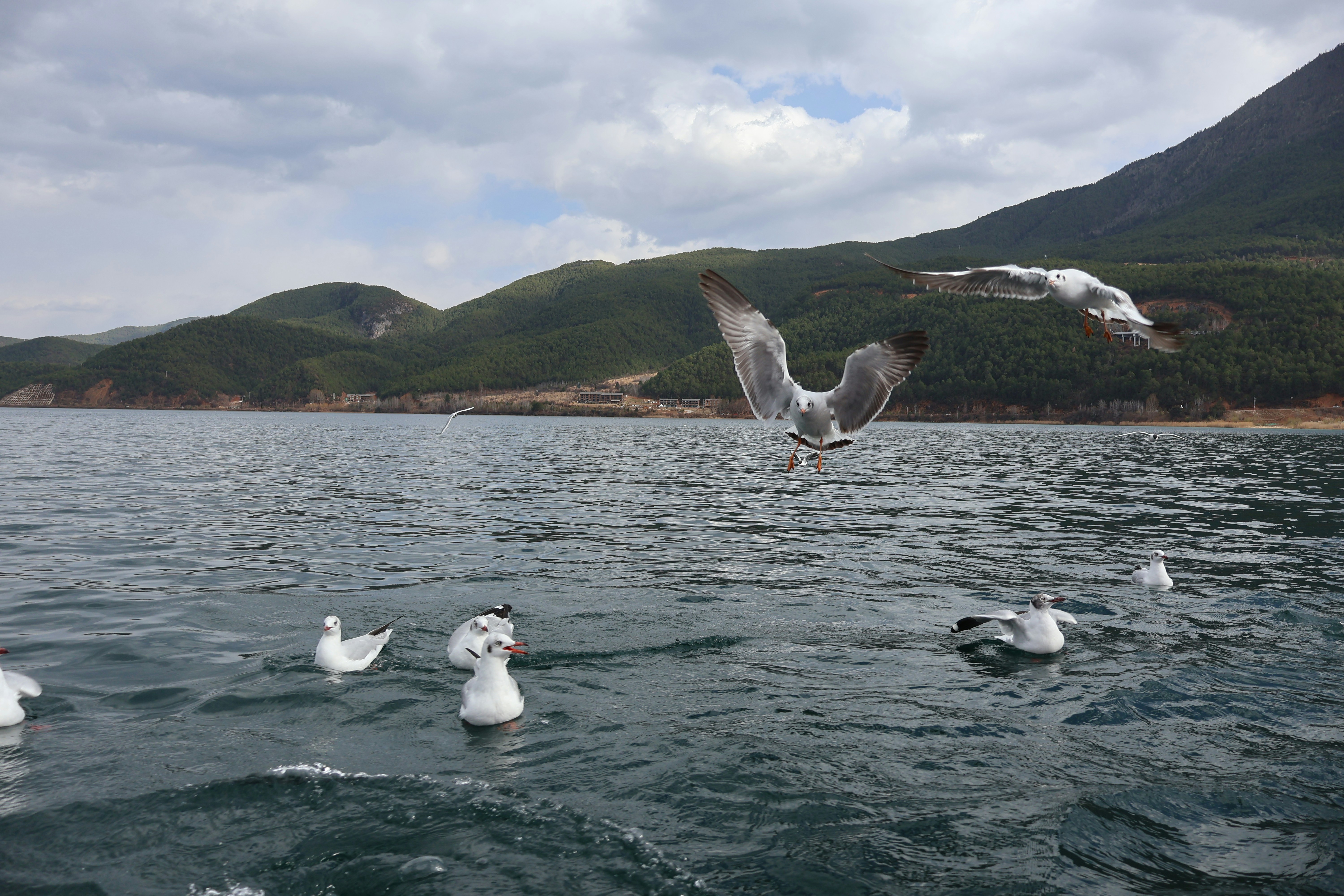 Seagulls floating and flying on a calm lake.