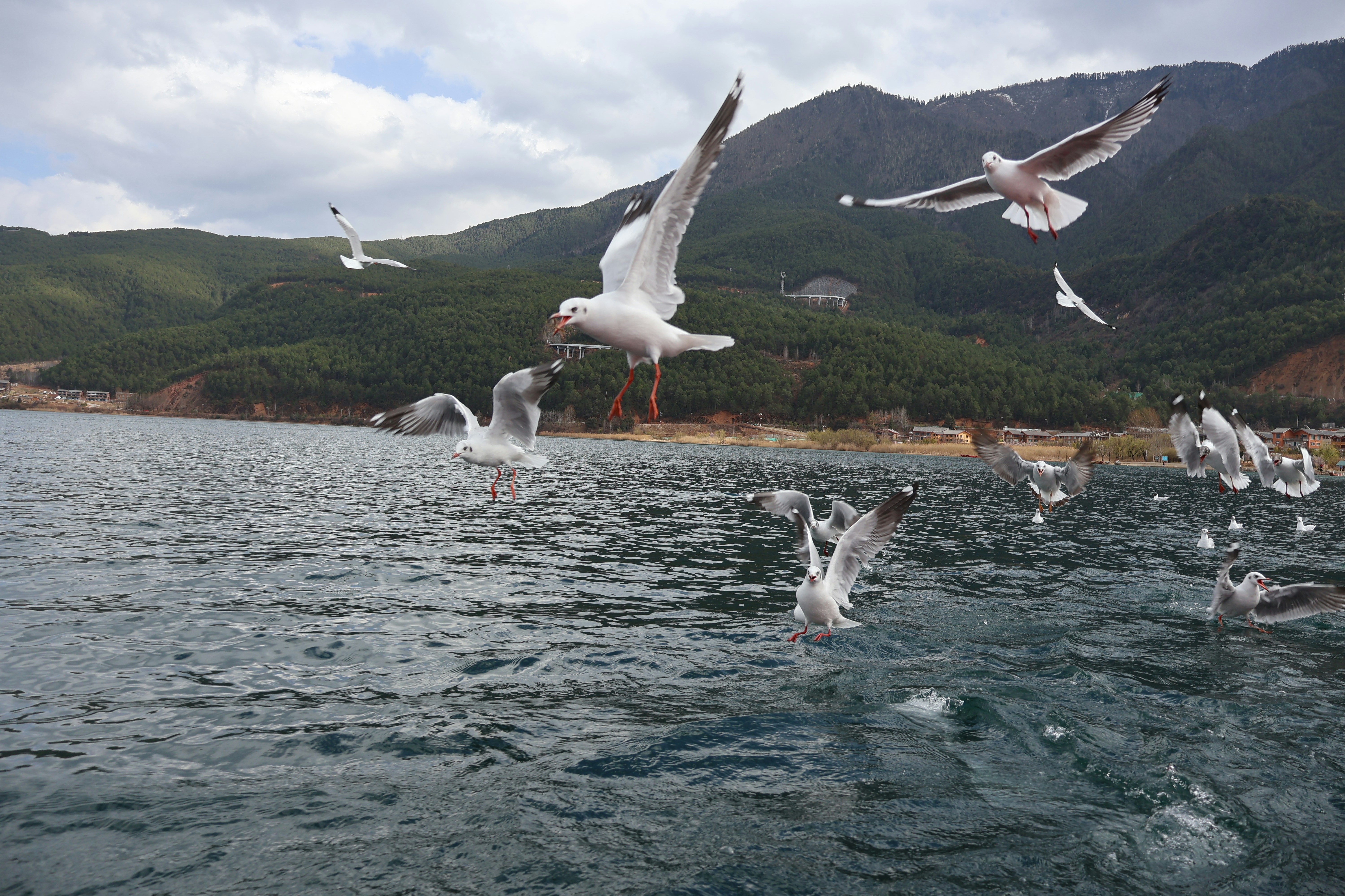 Seagulls flying over the water near mountains.