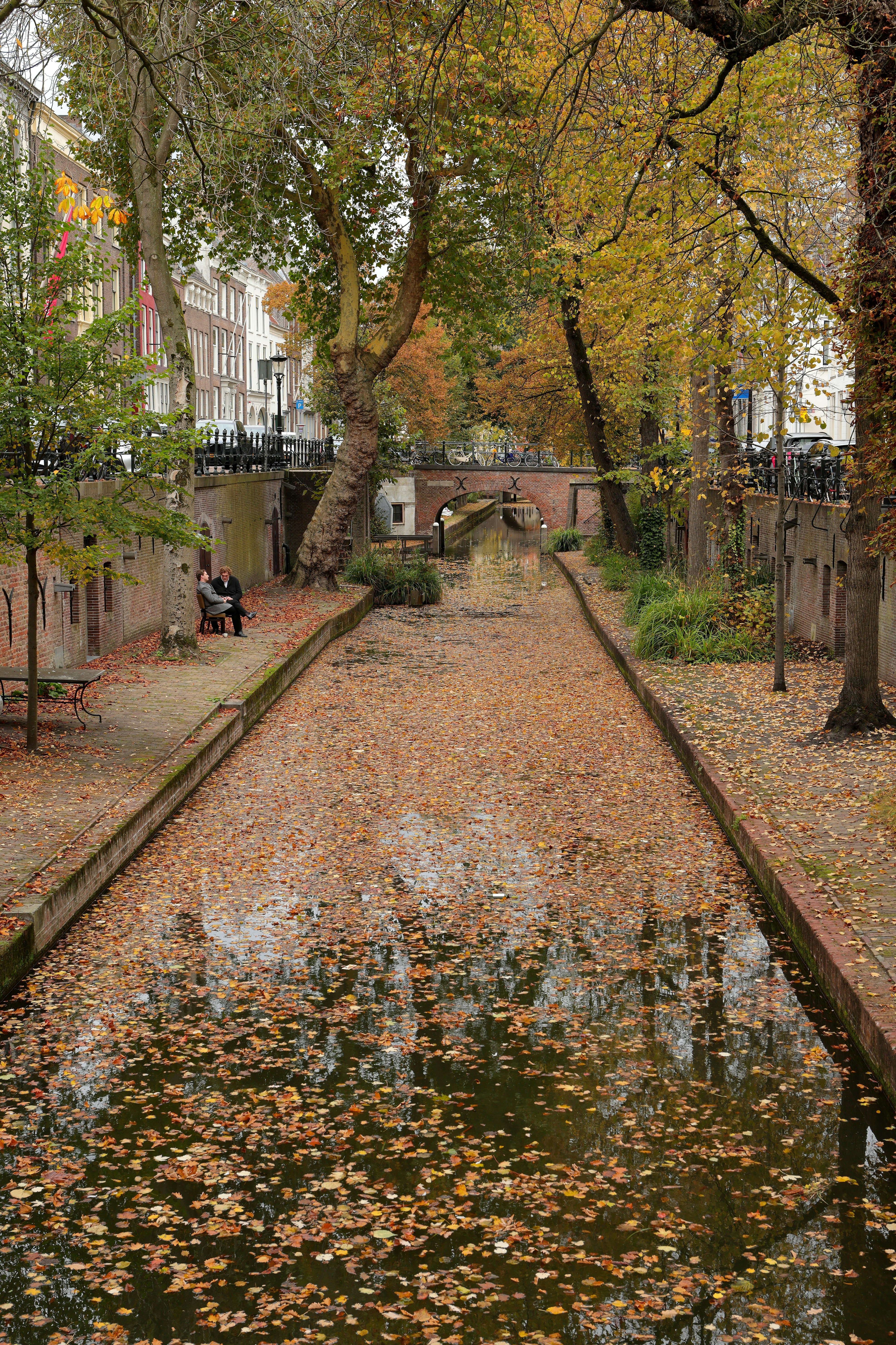 Canal cheio de folhas e árvores caídas no outono.