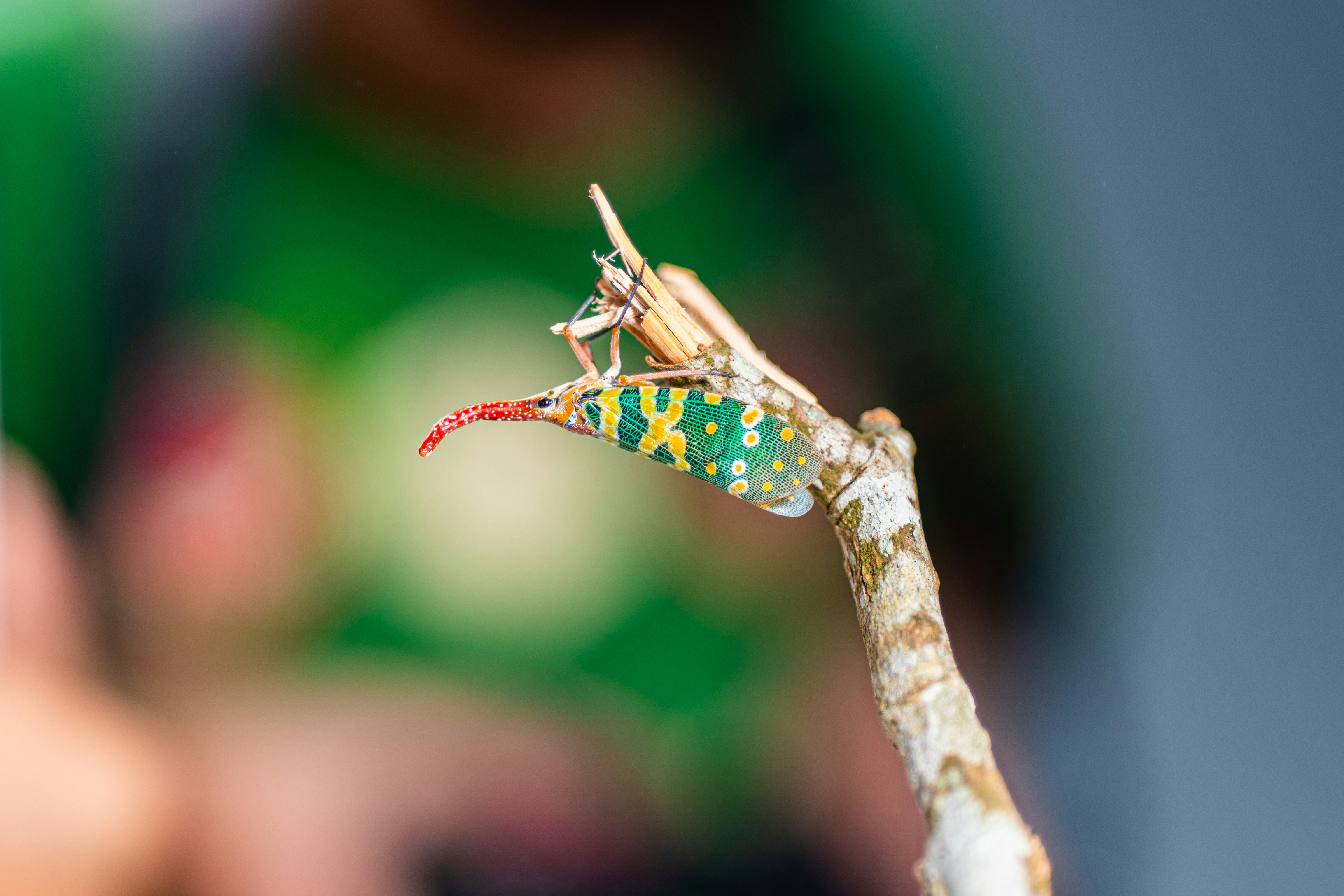 Una colorida mosca linterna descansa sobre una ramita seca.