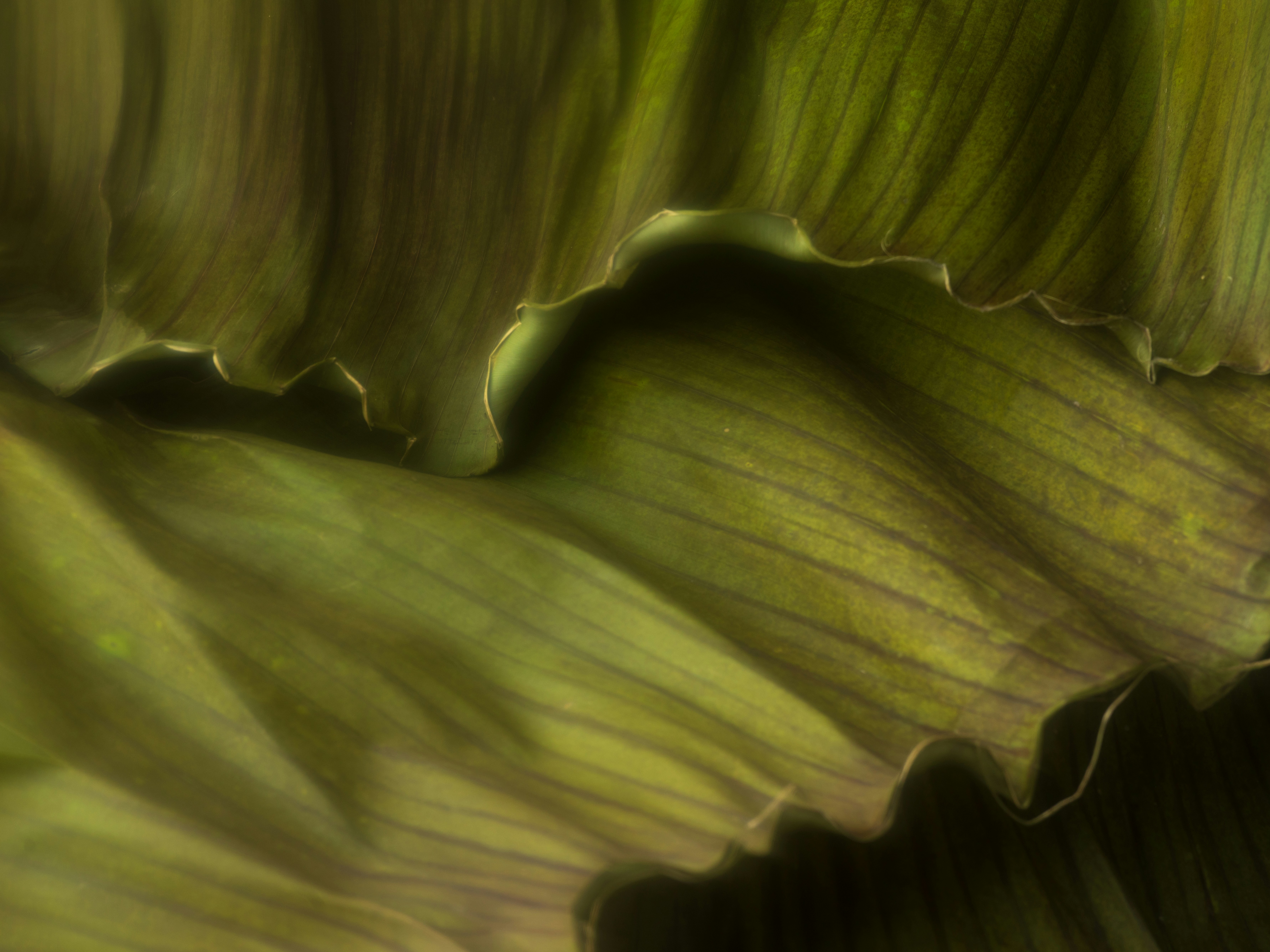 Photo by kierinsightarchives