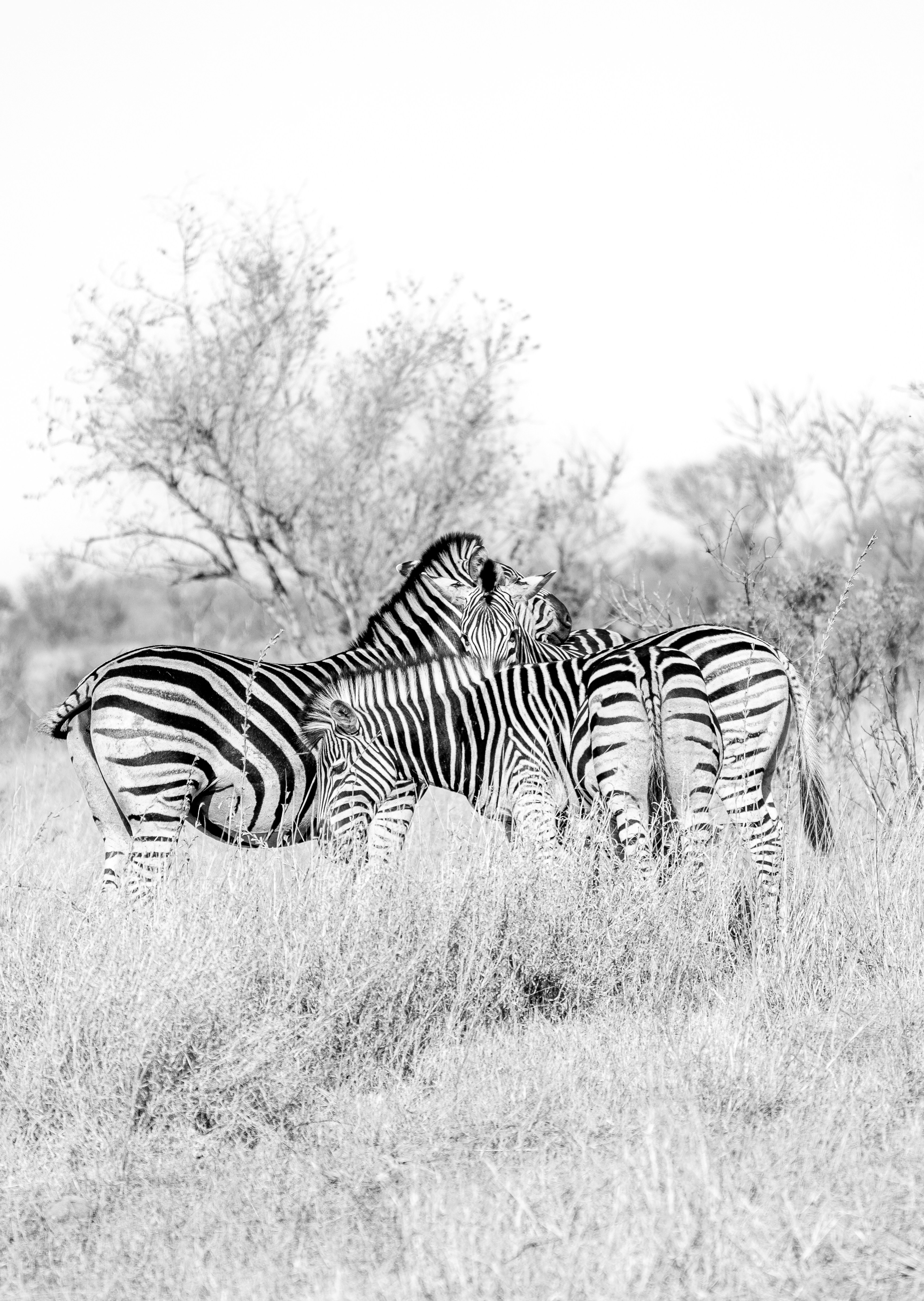 Three zebras stand together in tall grass.