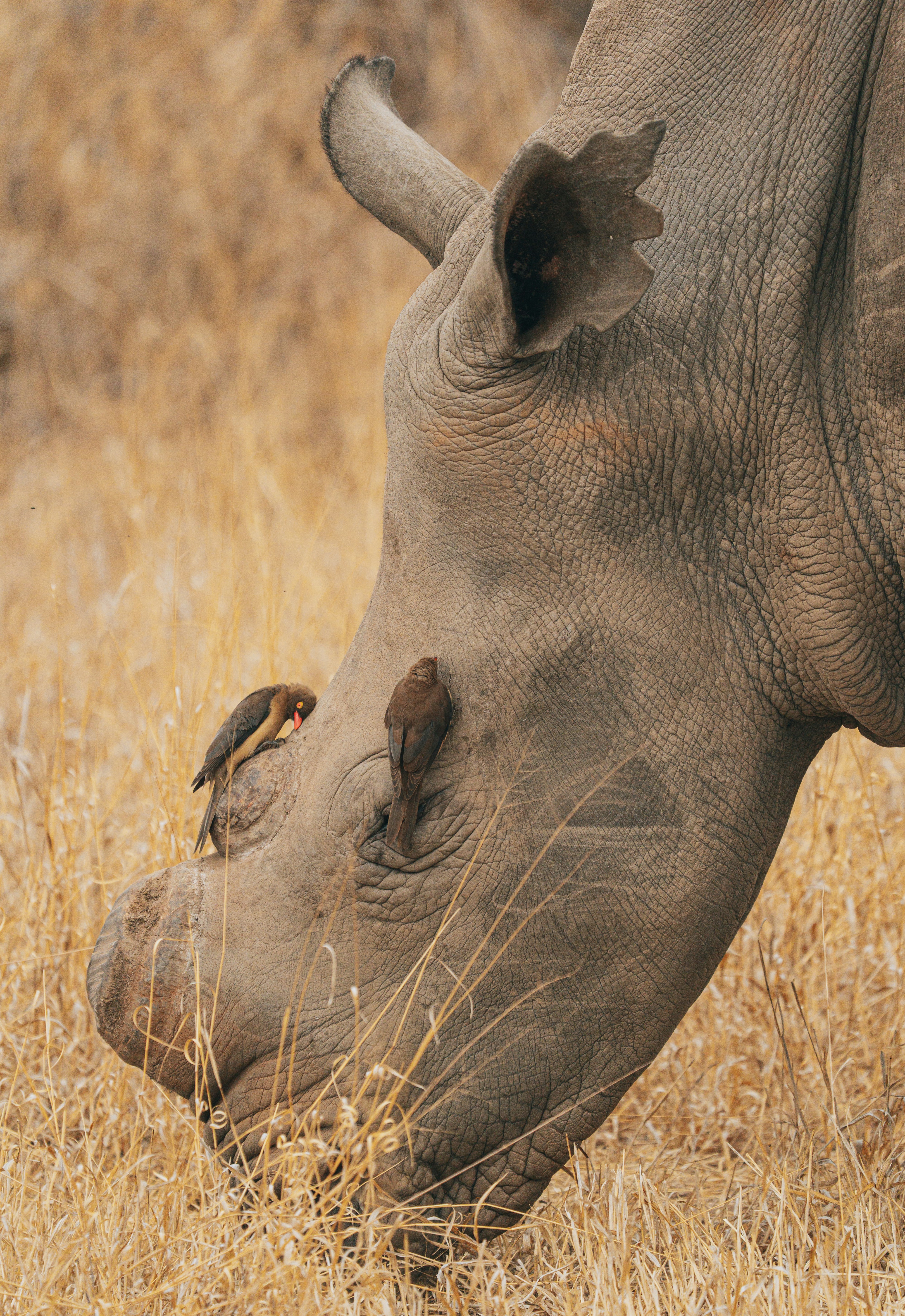 A rhinoceros with two small birds on its face.