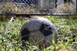 A worn soccer ball rests in overgrown grass.