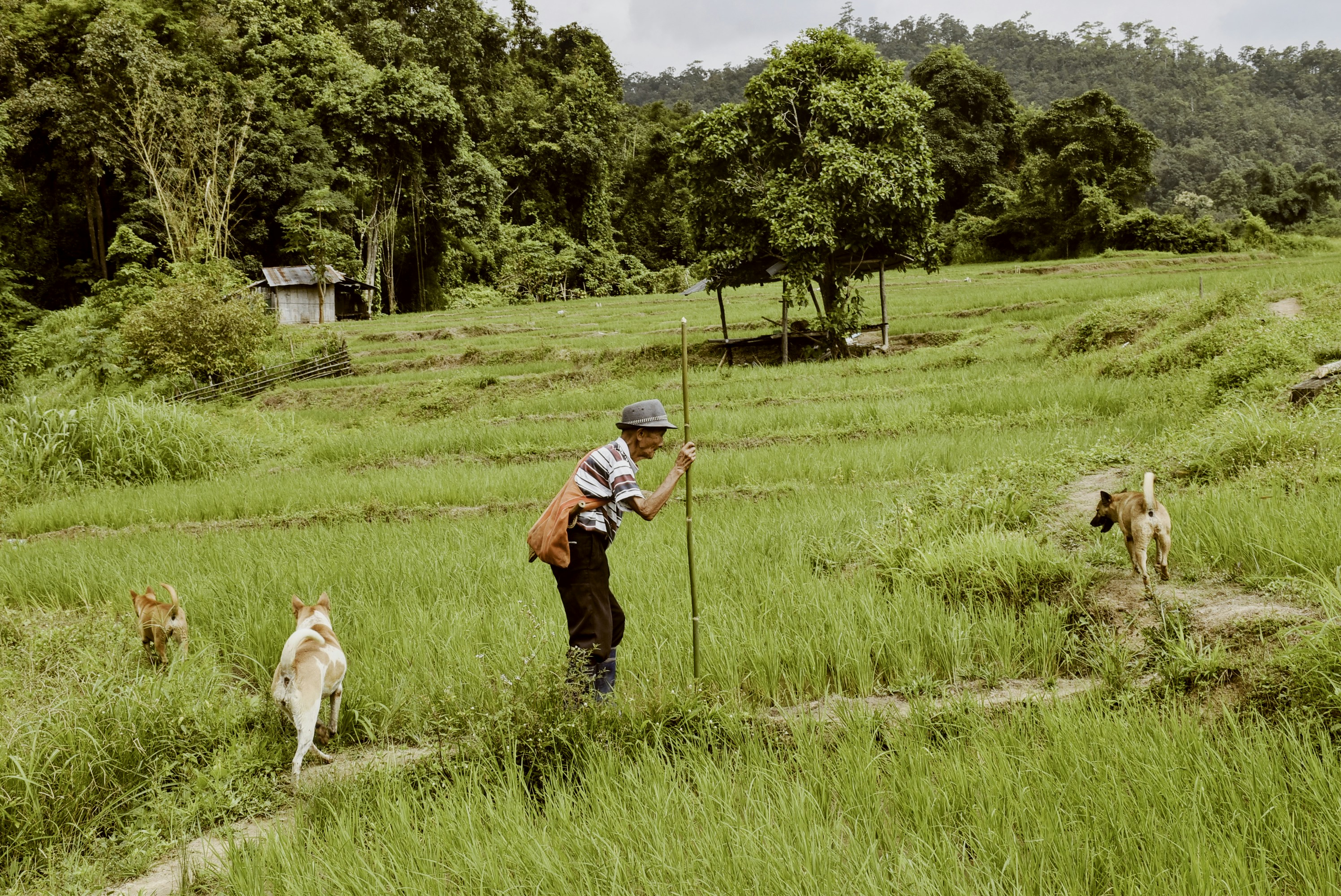 Old man with dogs in field