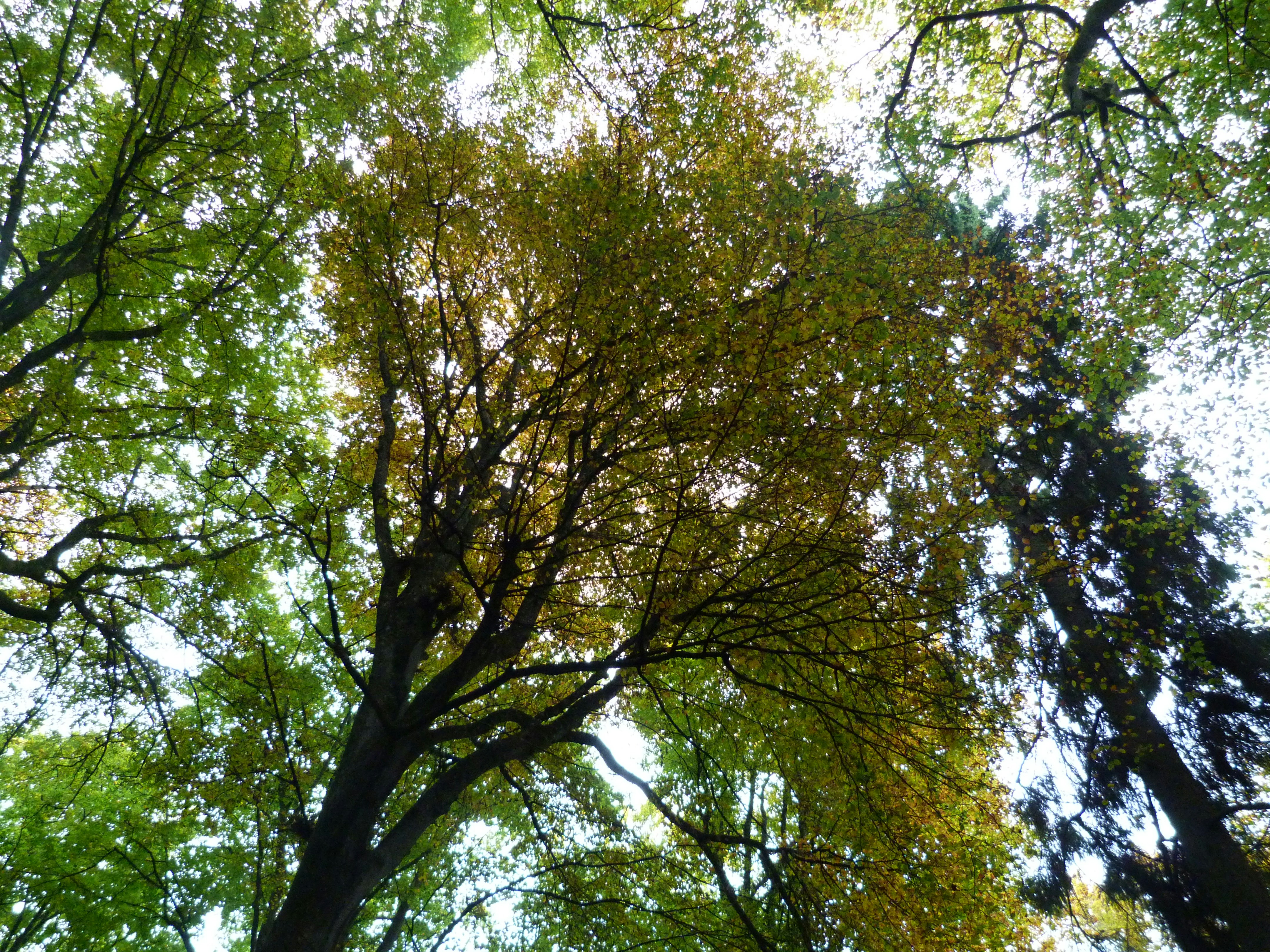 Afbeelding van Steinsel