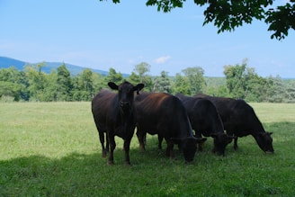 Black cows grazing in a grassy field under trees.