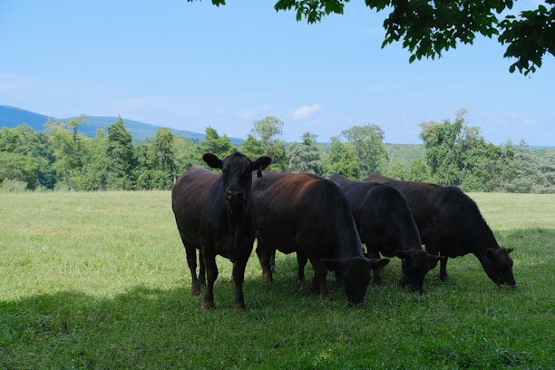 Black cows grazing in a grassy field under trees.