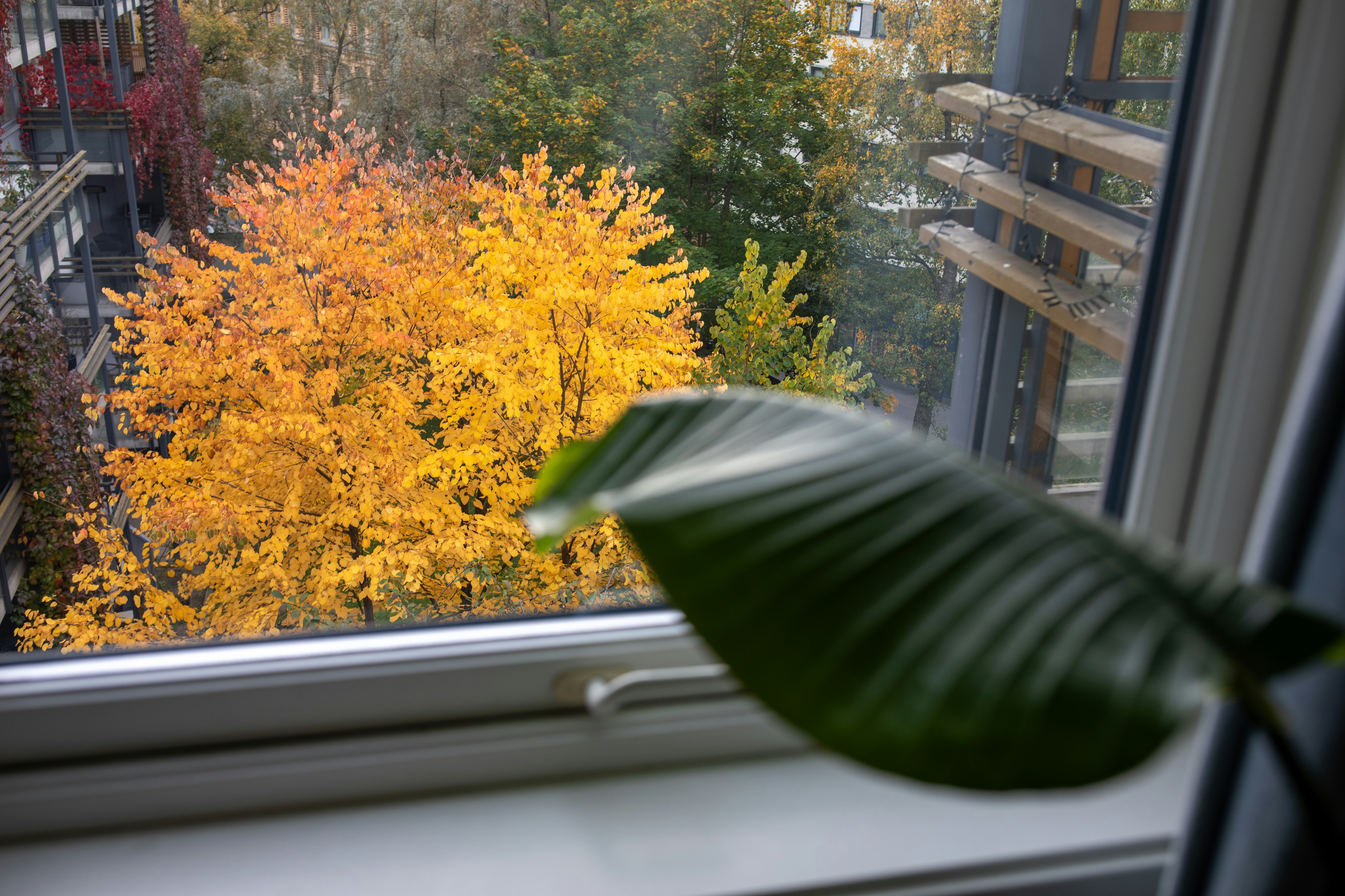 Bright yellow autumn trees seen through a window.
