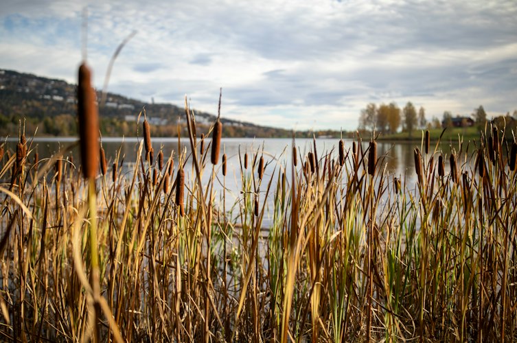 Stormwater detention pond with cattails along the shoreline