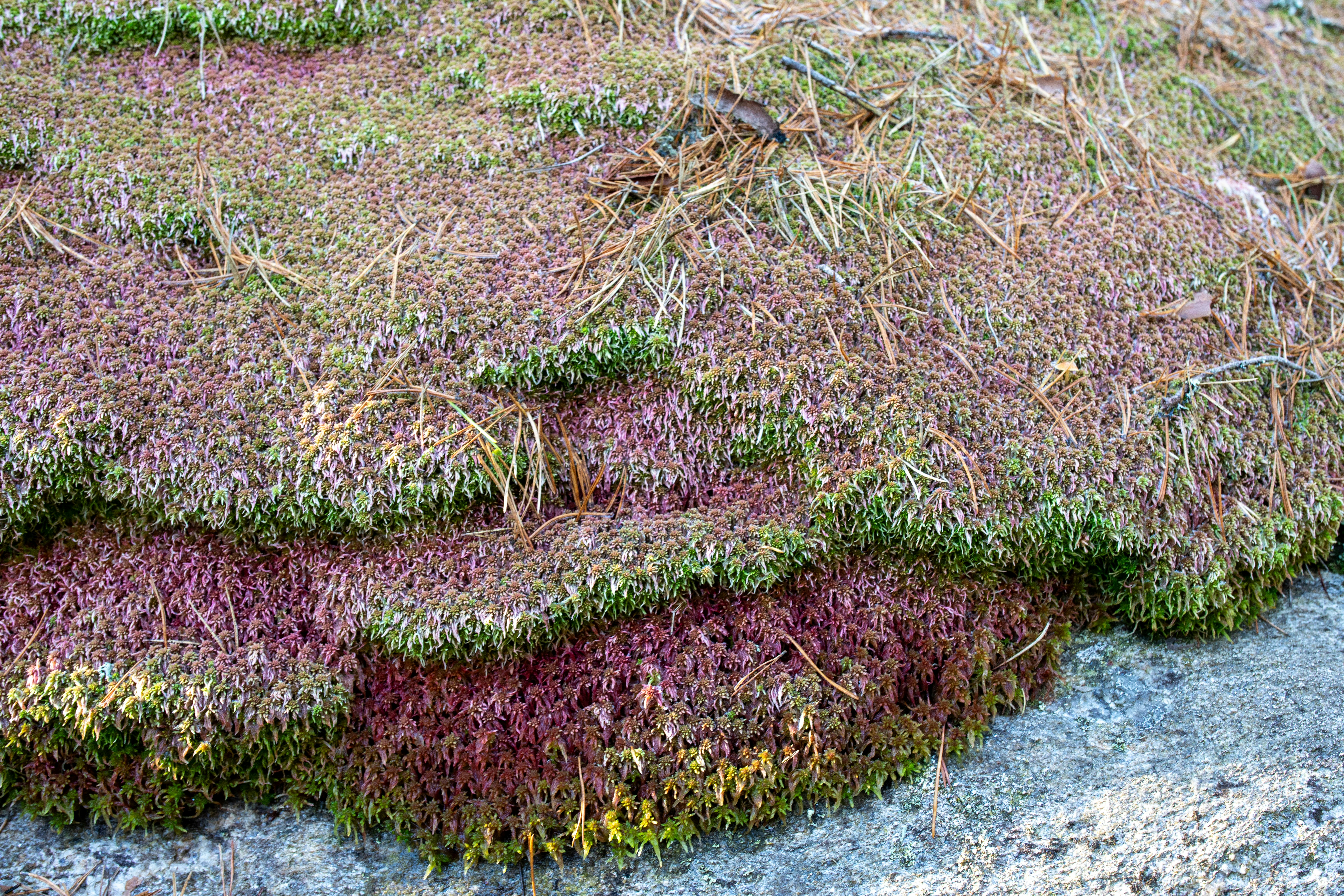 campo society - Close-up of vibrant purple and green mossy ground cover.