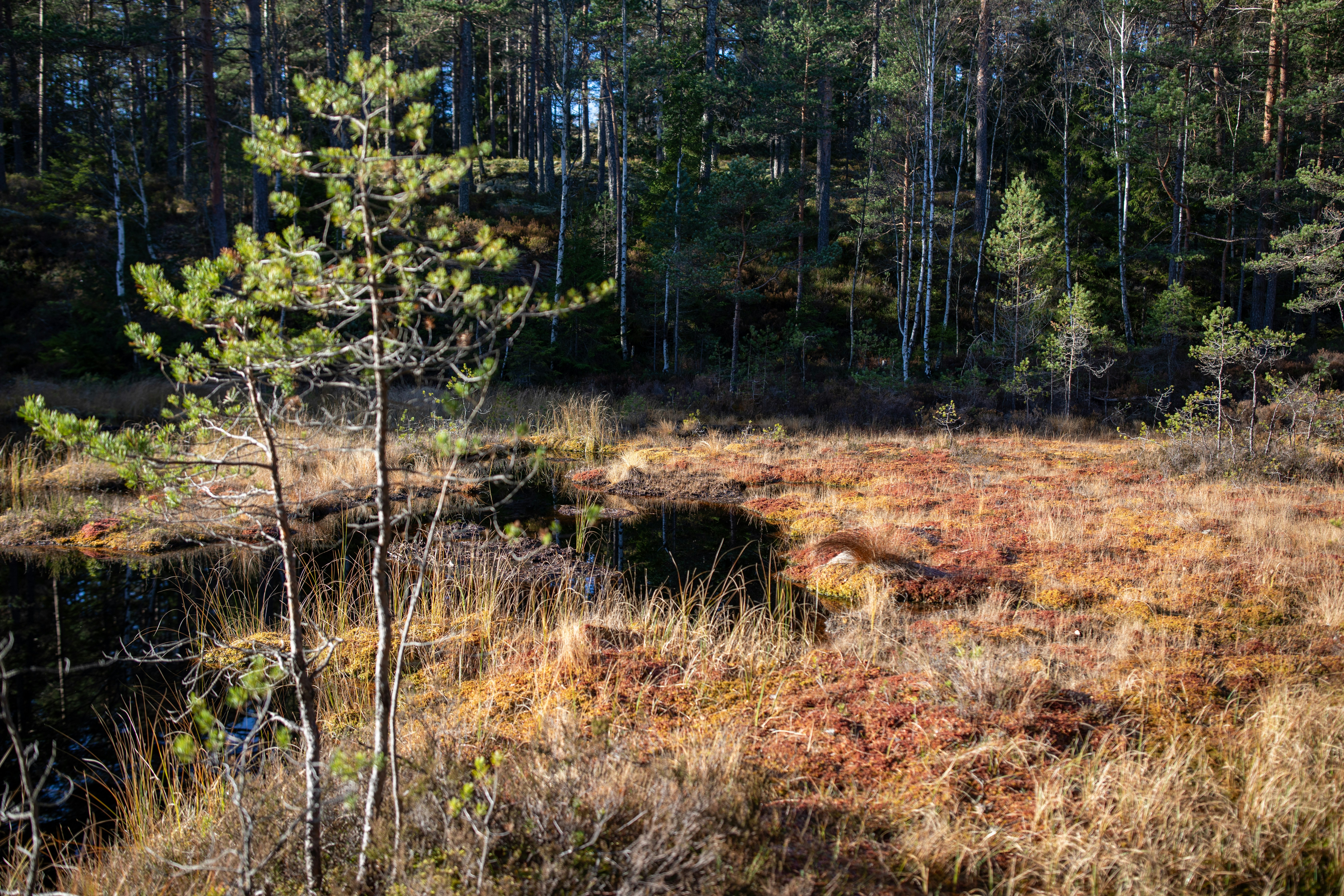 Land Clearing & Scraping Services