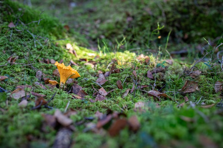 A single chanterelle mushroom on a mossy forest floor