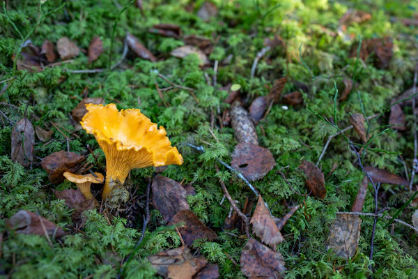 Chanterelle