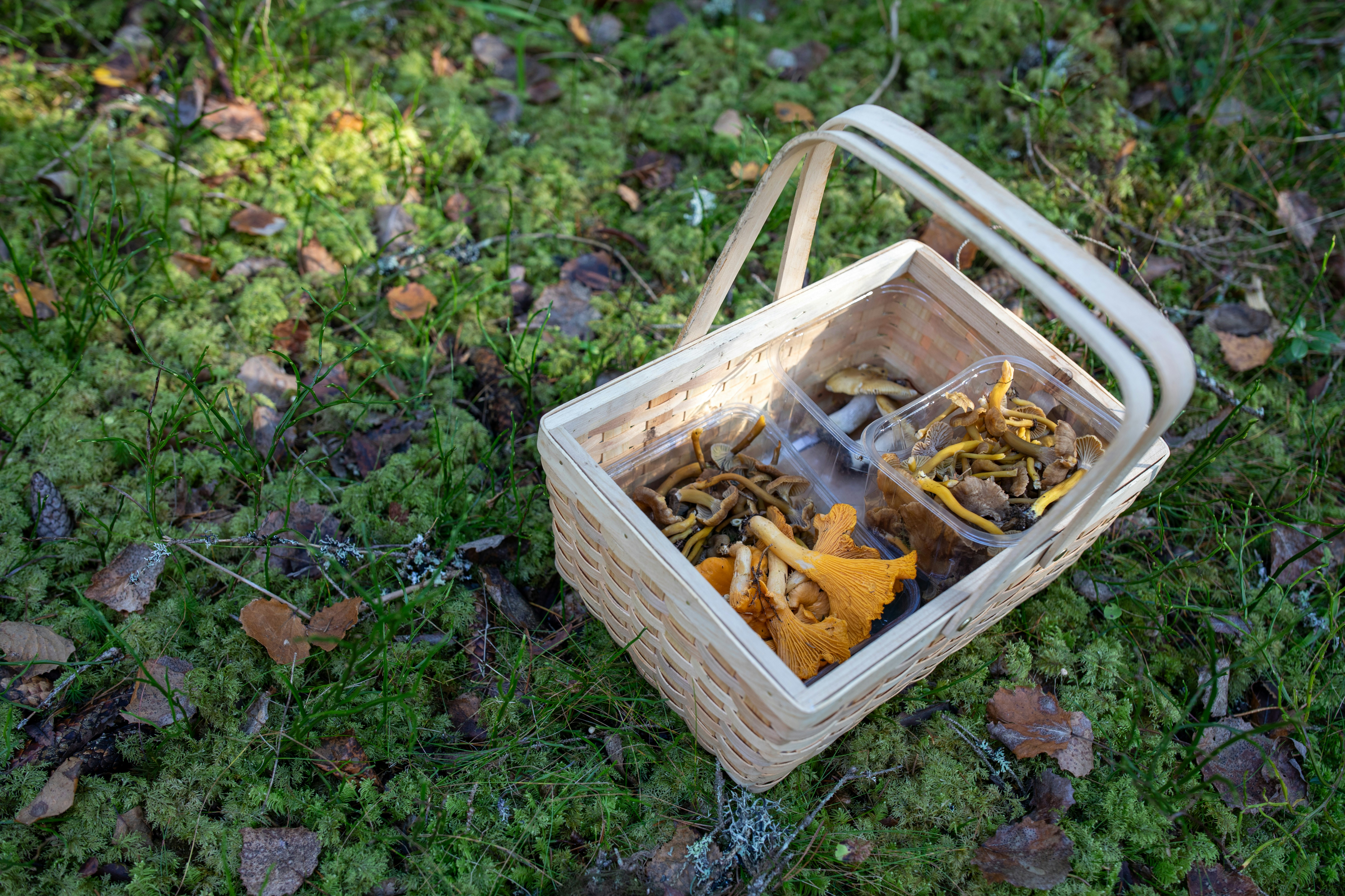 Basket of freshly picked mushrooms on mossy ground