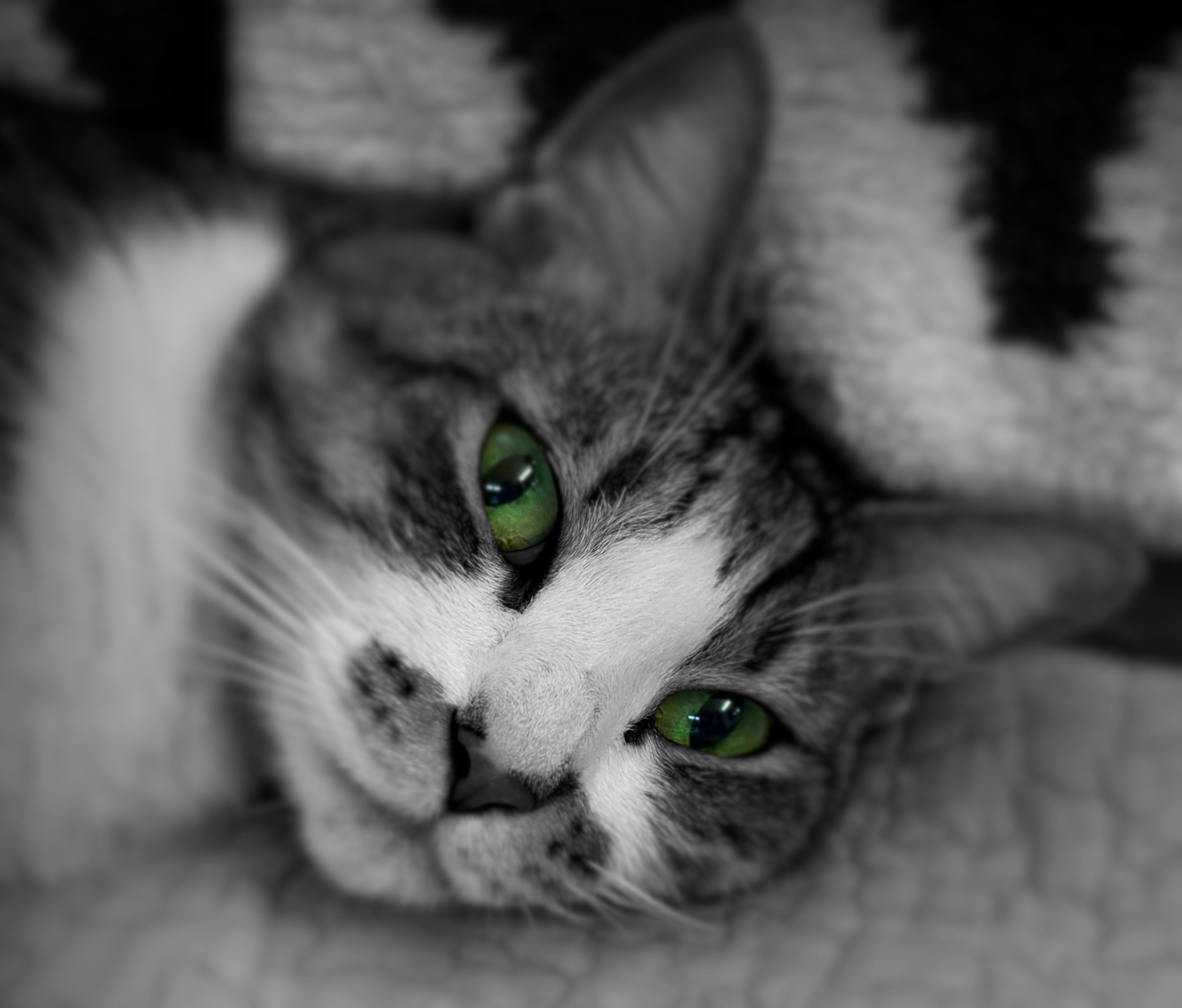 Photo by rgaconceptcat