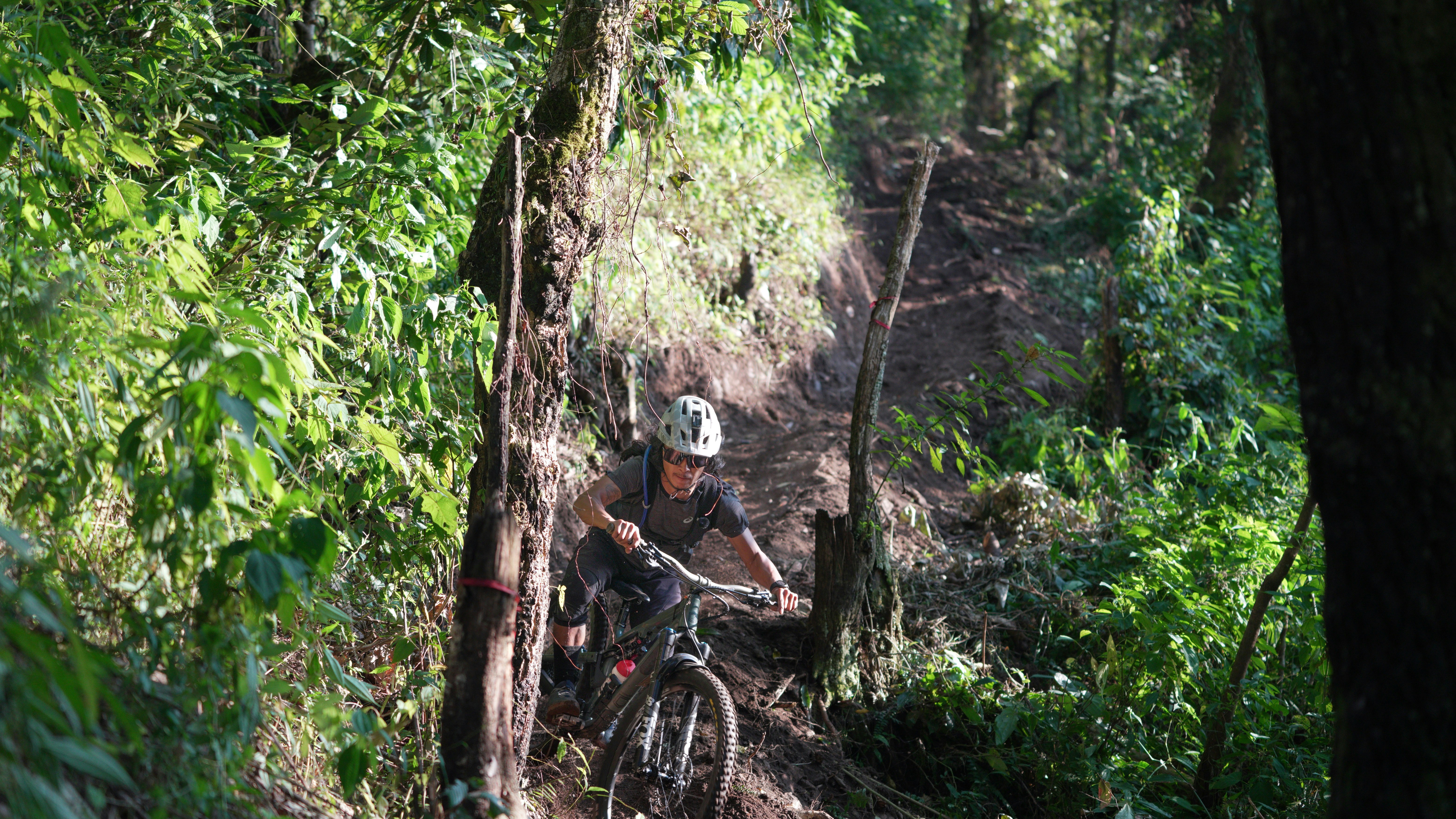 Mountain biker descending a lush forest trail.