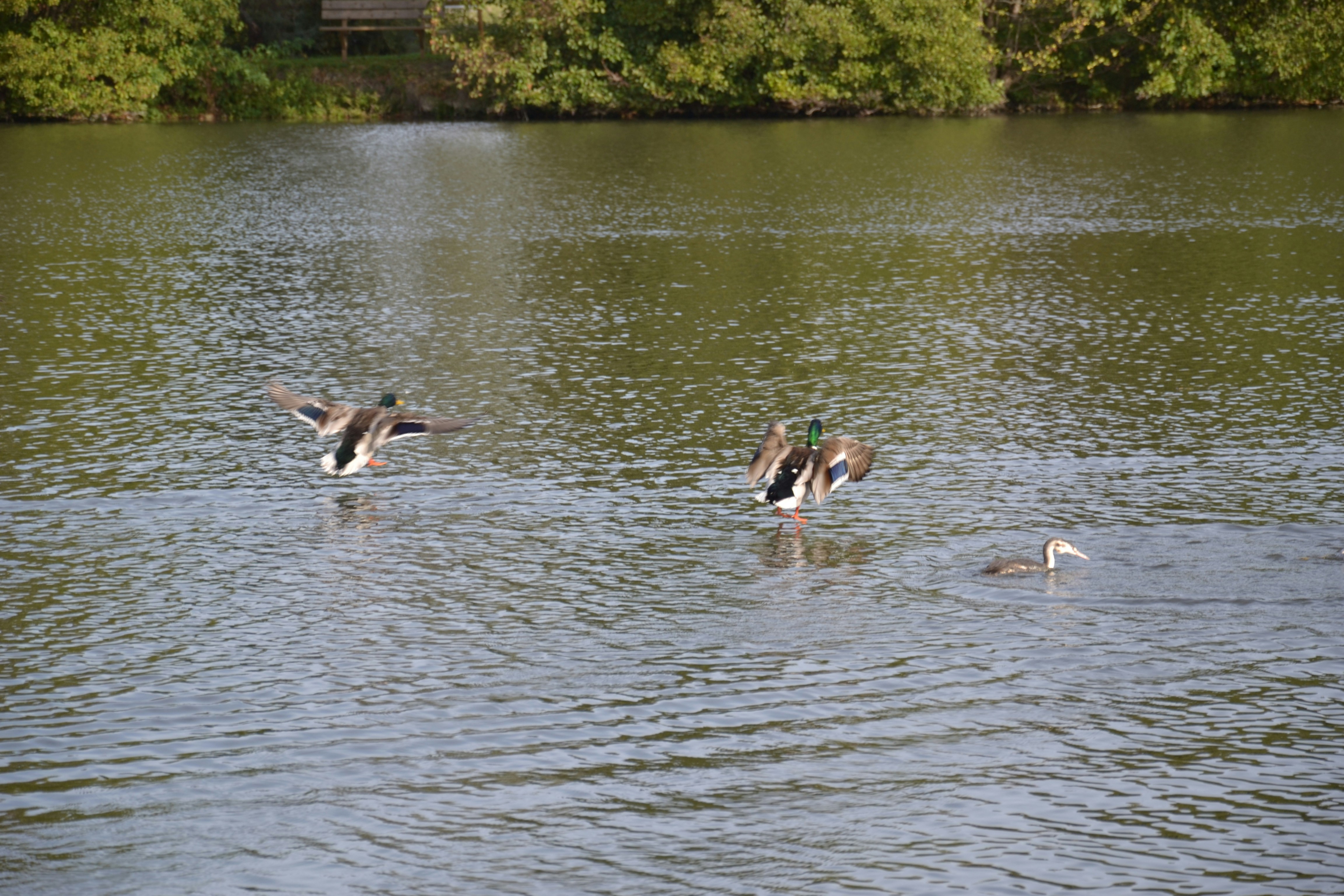 Ducks swimming and spreading wings on a lake
