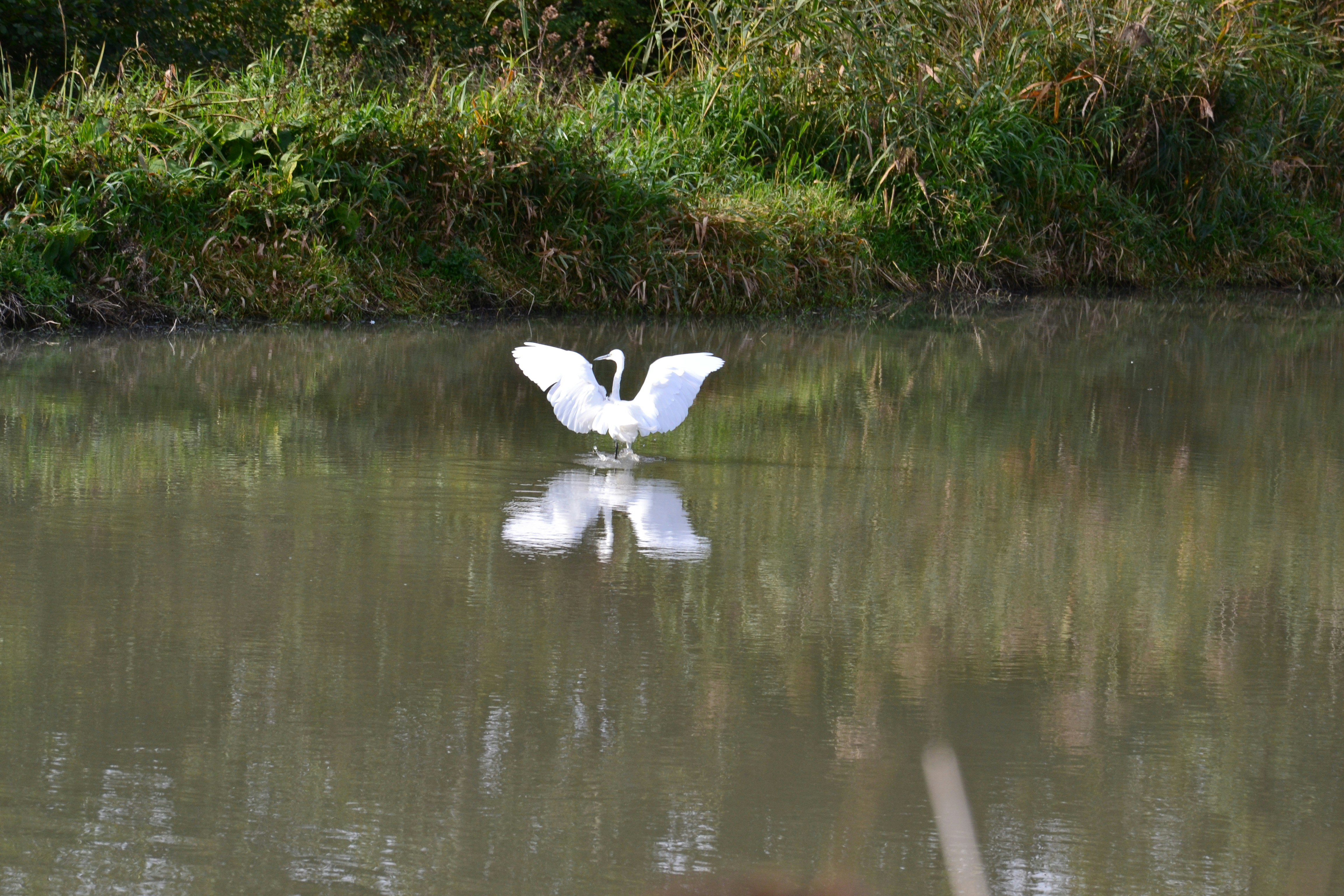 Ein weißer Schwan mit ausgebreiteten Flügeln auf dem Wasser.