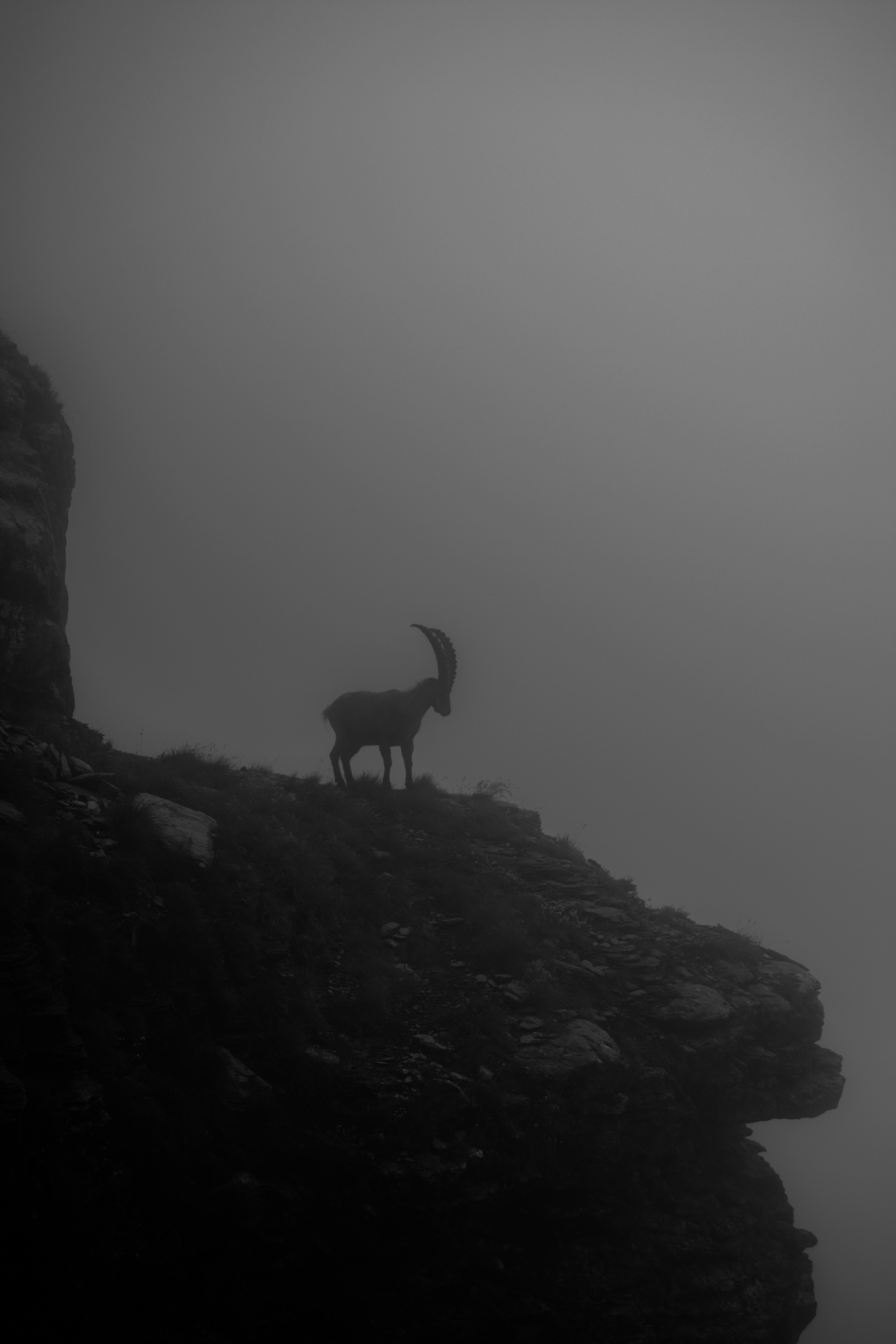 Ibex silhouette on a foggy mountain cliff.