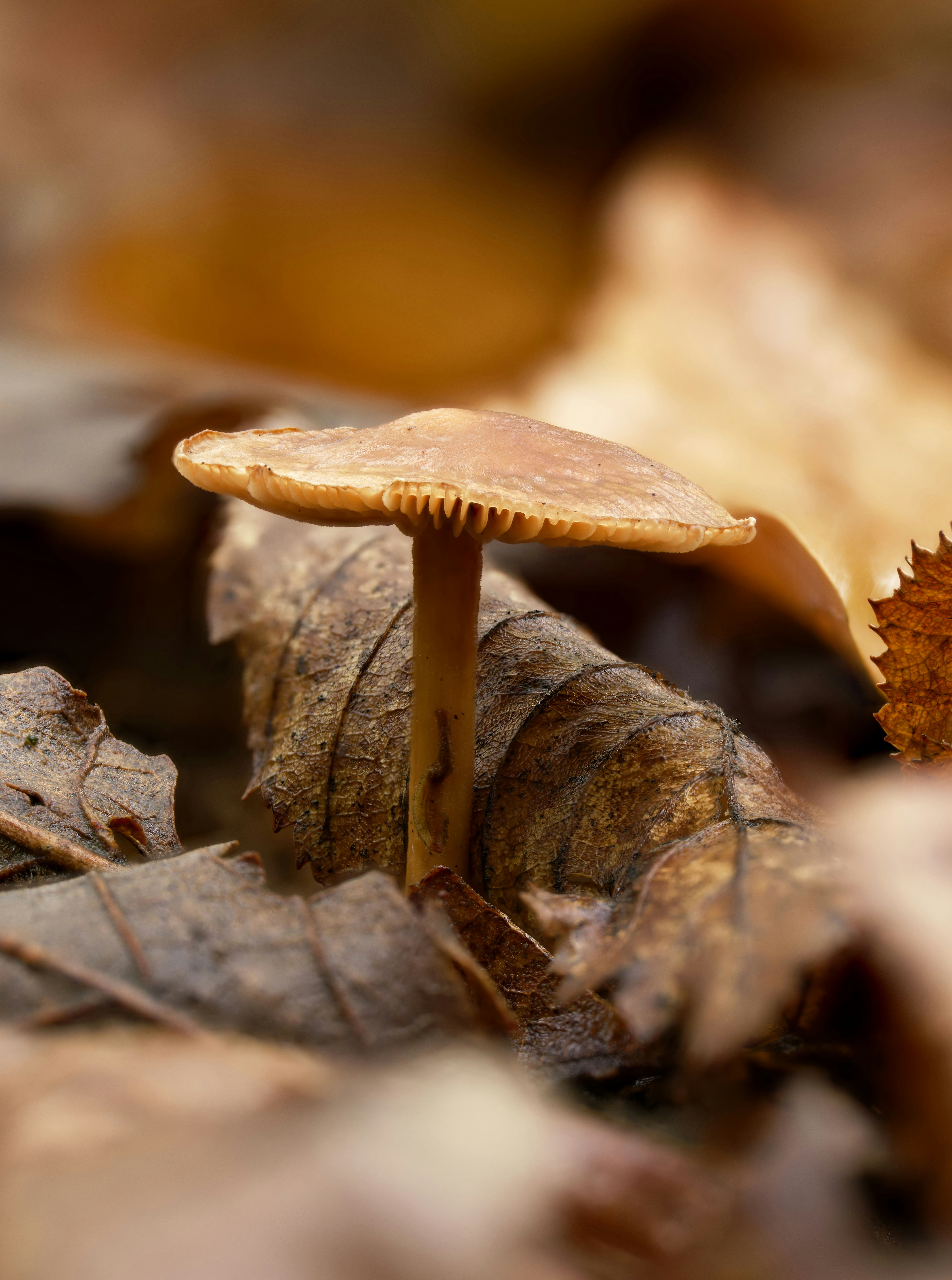 Photo by illes_cristi