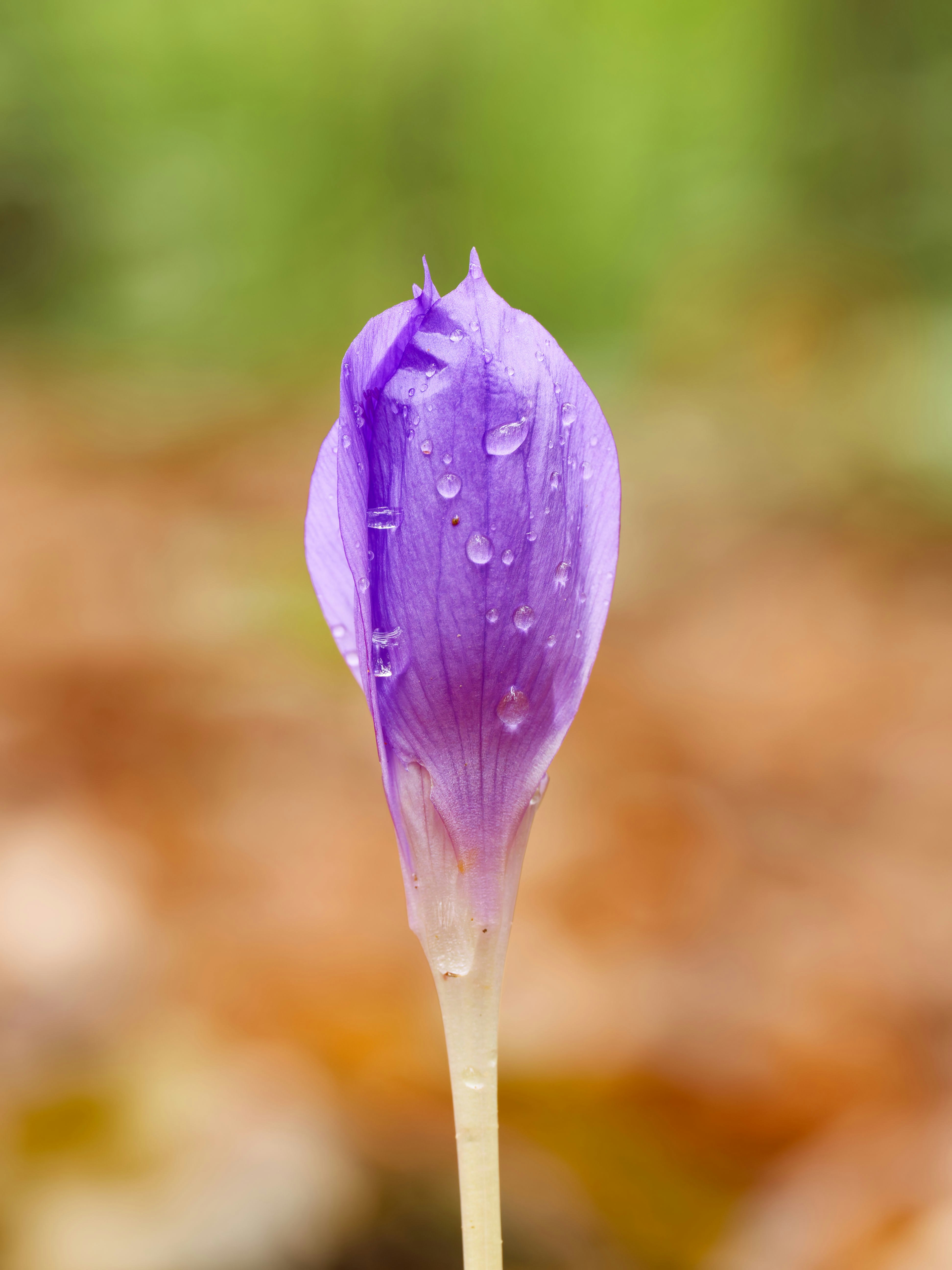 Photo by illes_cristi