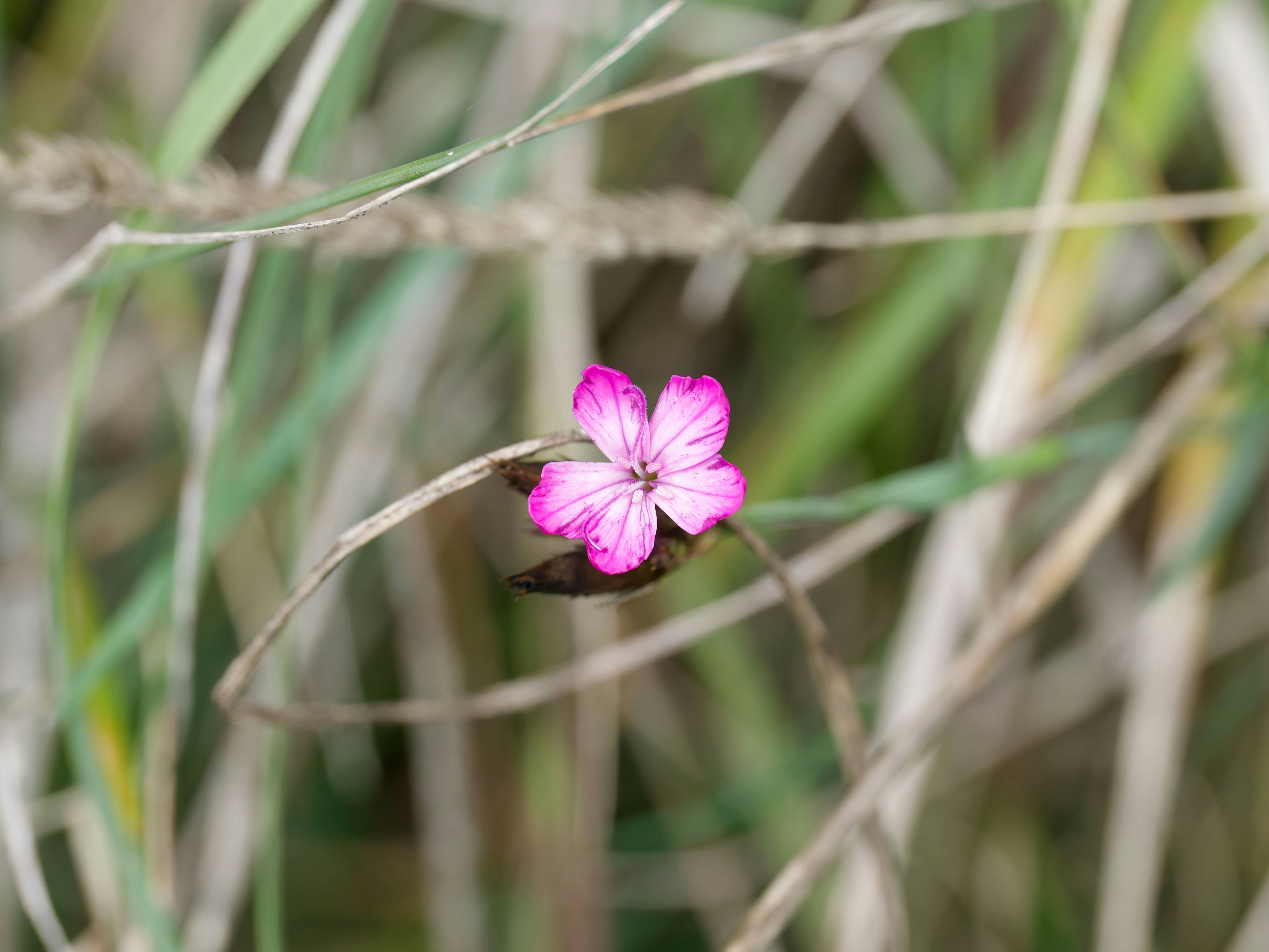 Photo by illes_cristi