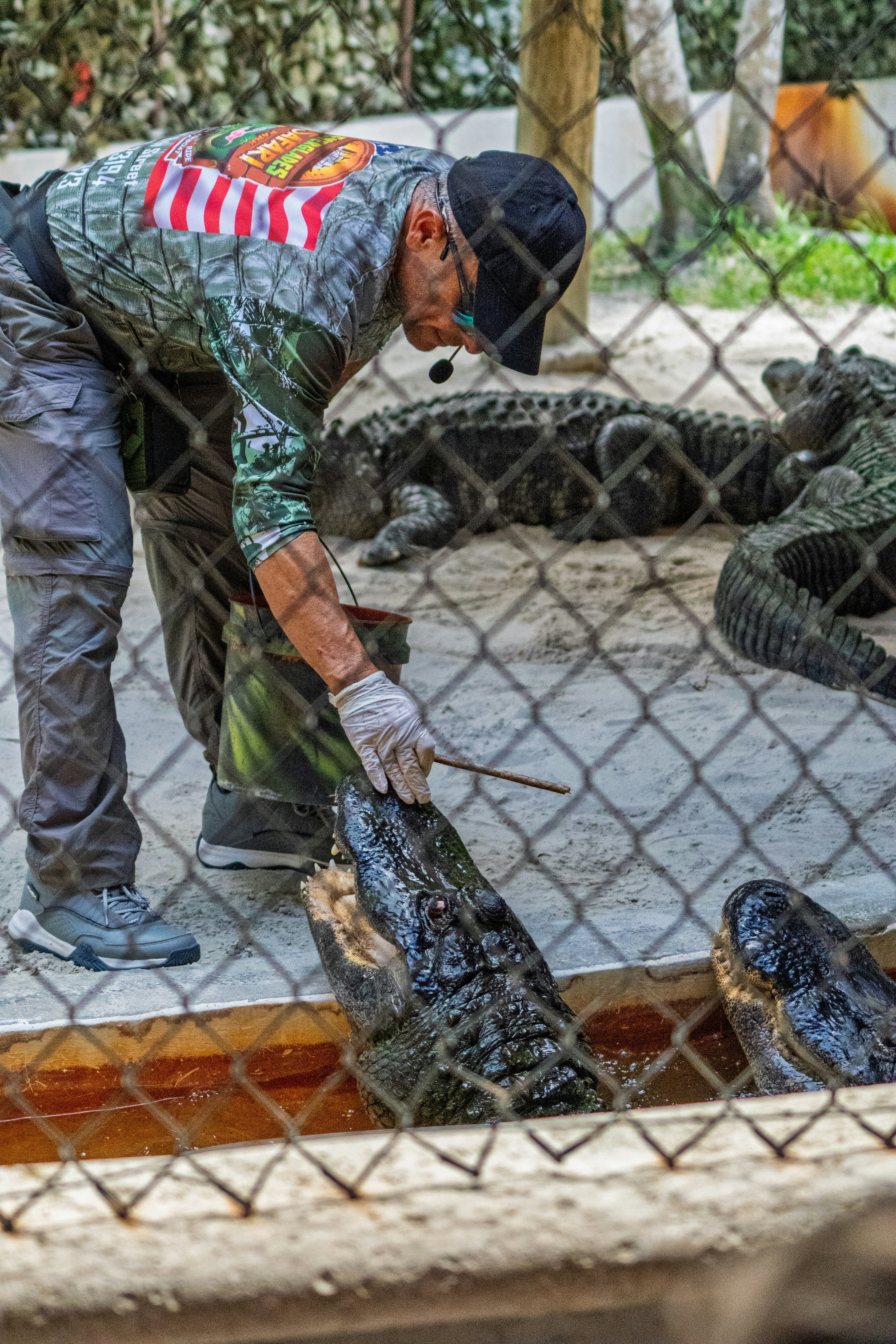 Man feeding an alligator with a stick
