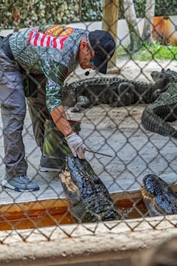 Man feeding an alligator with a stick